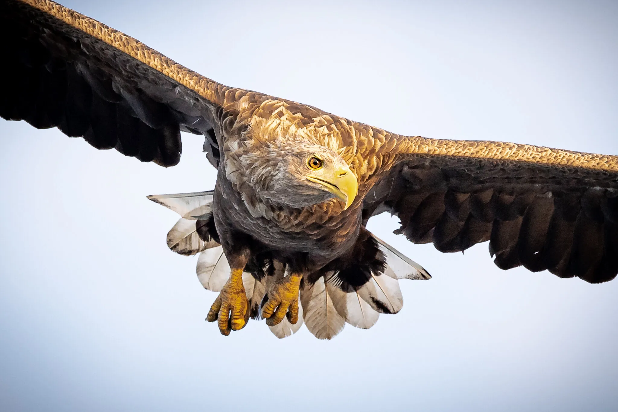 Eagle up close
