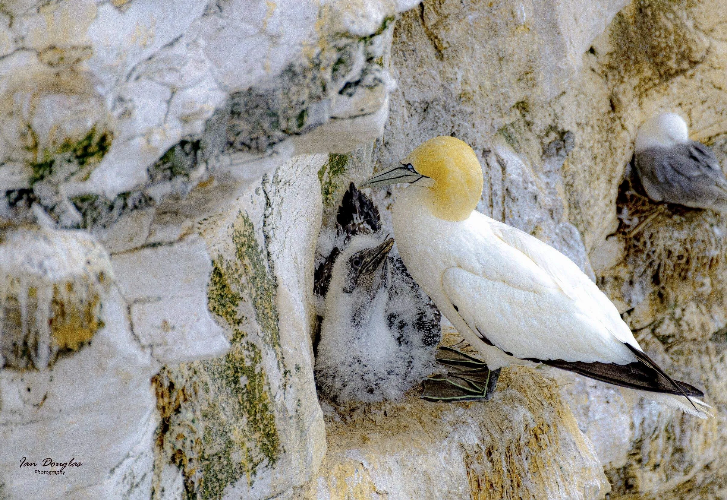 Gannet @ chick