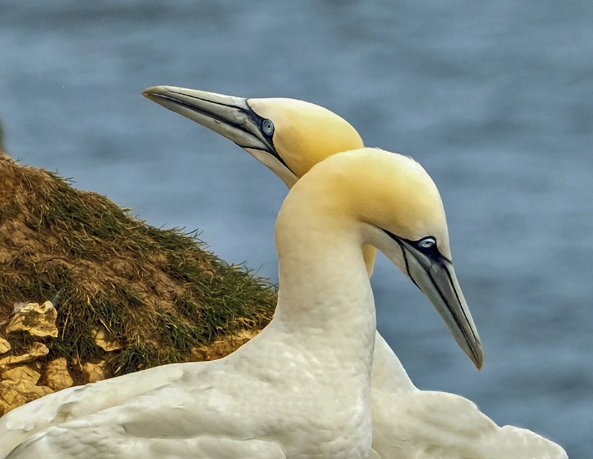 Gannets