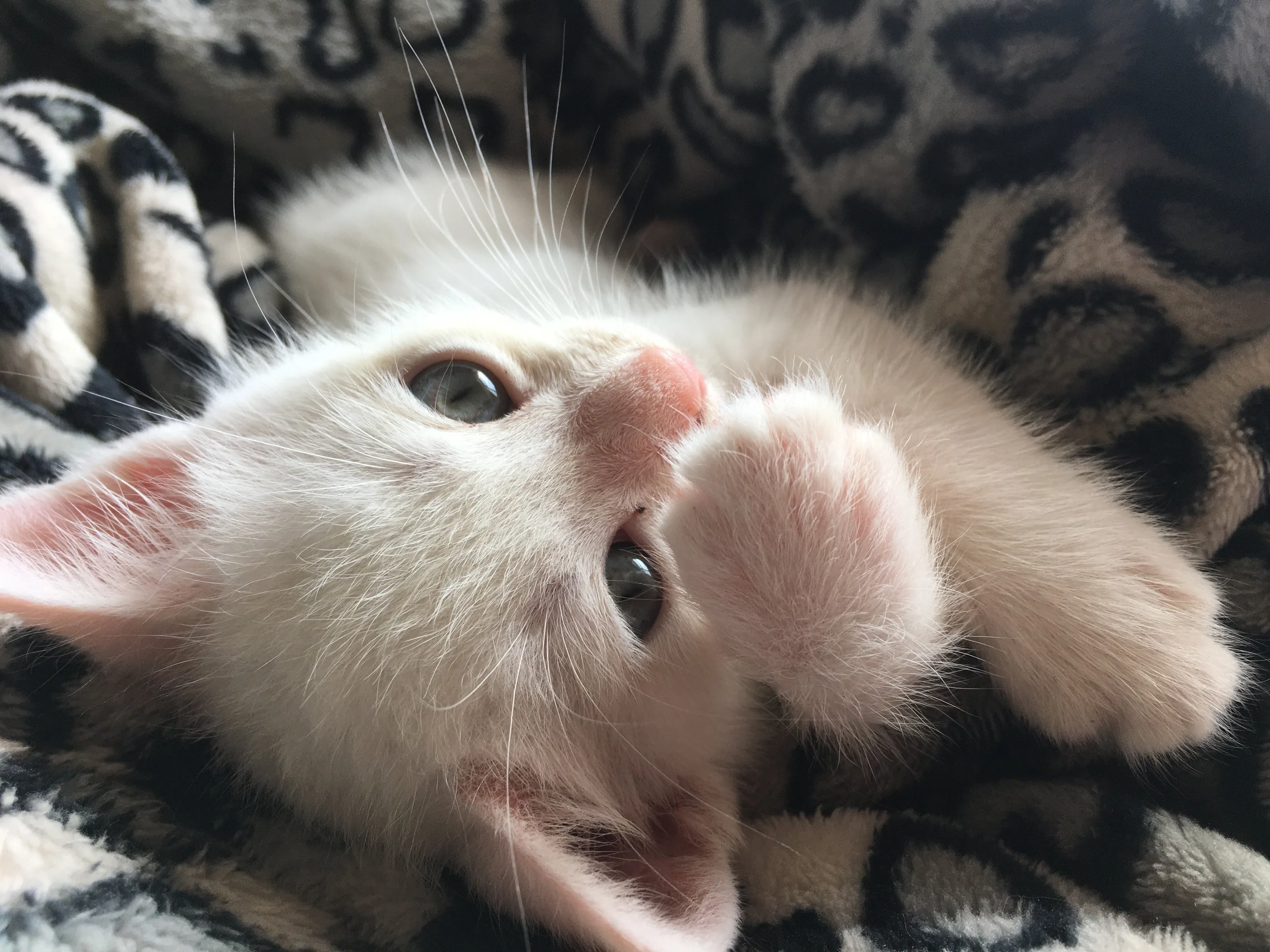 Meet Casper
