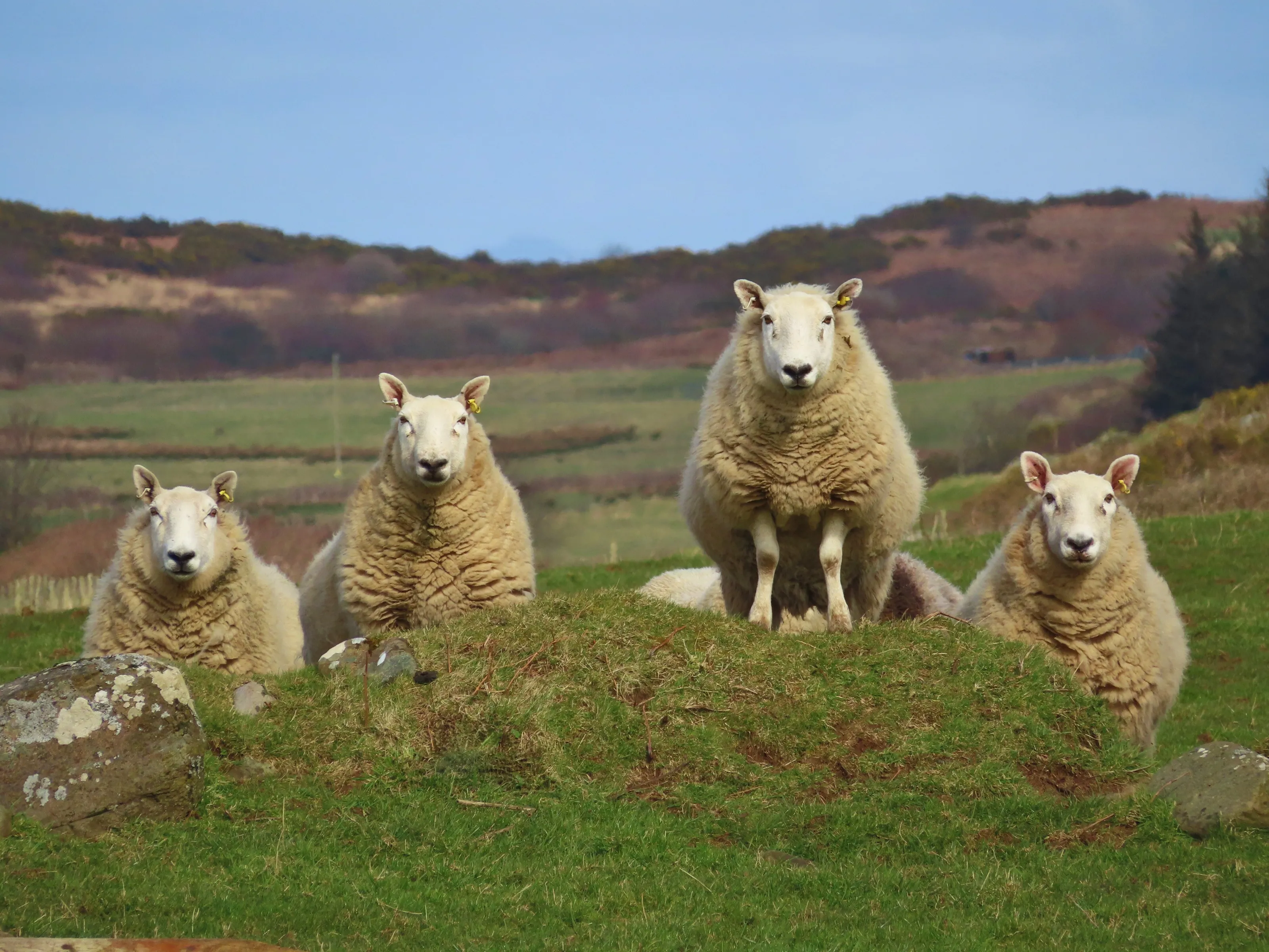 Sheep phalanx