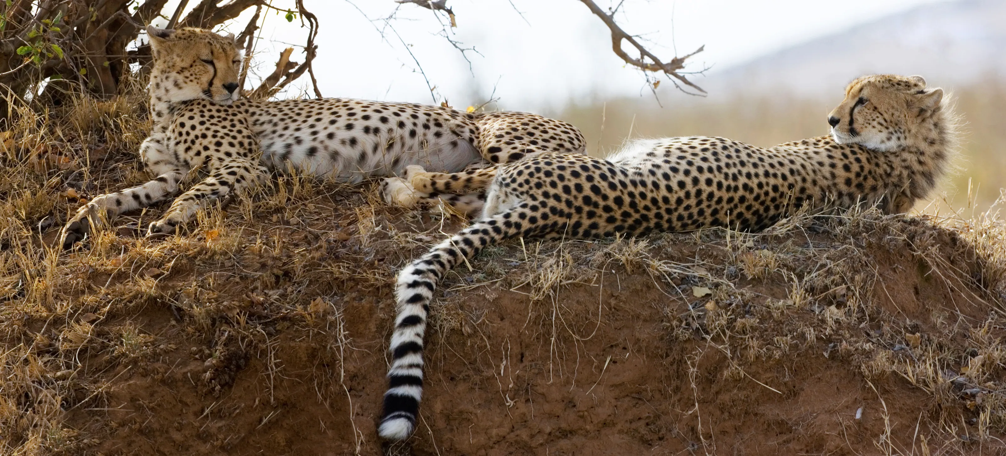 Cheetah - Kenya