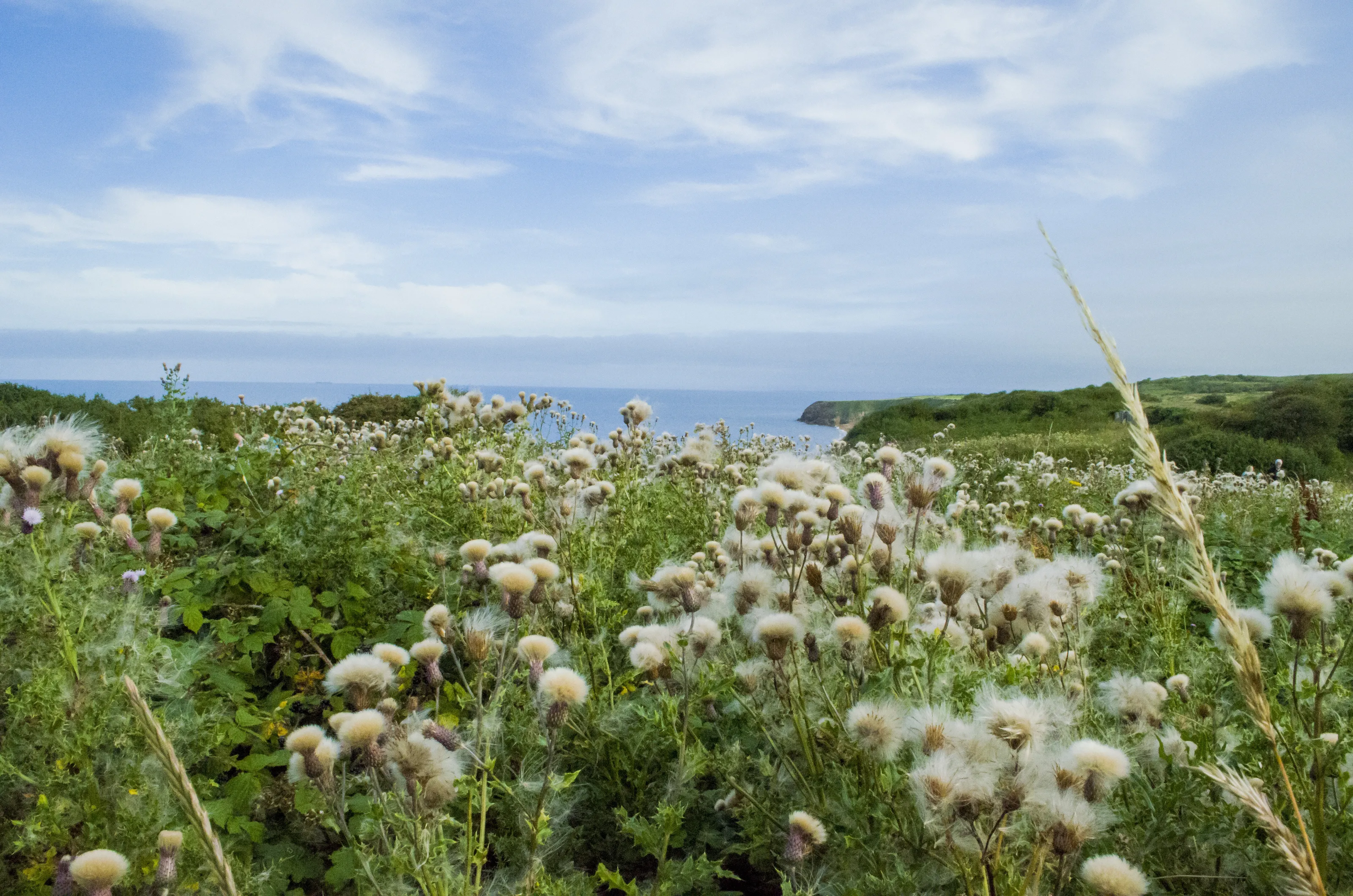 Lovely Dream Landscape with cottongrass flower