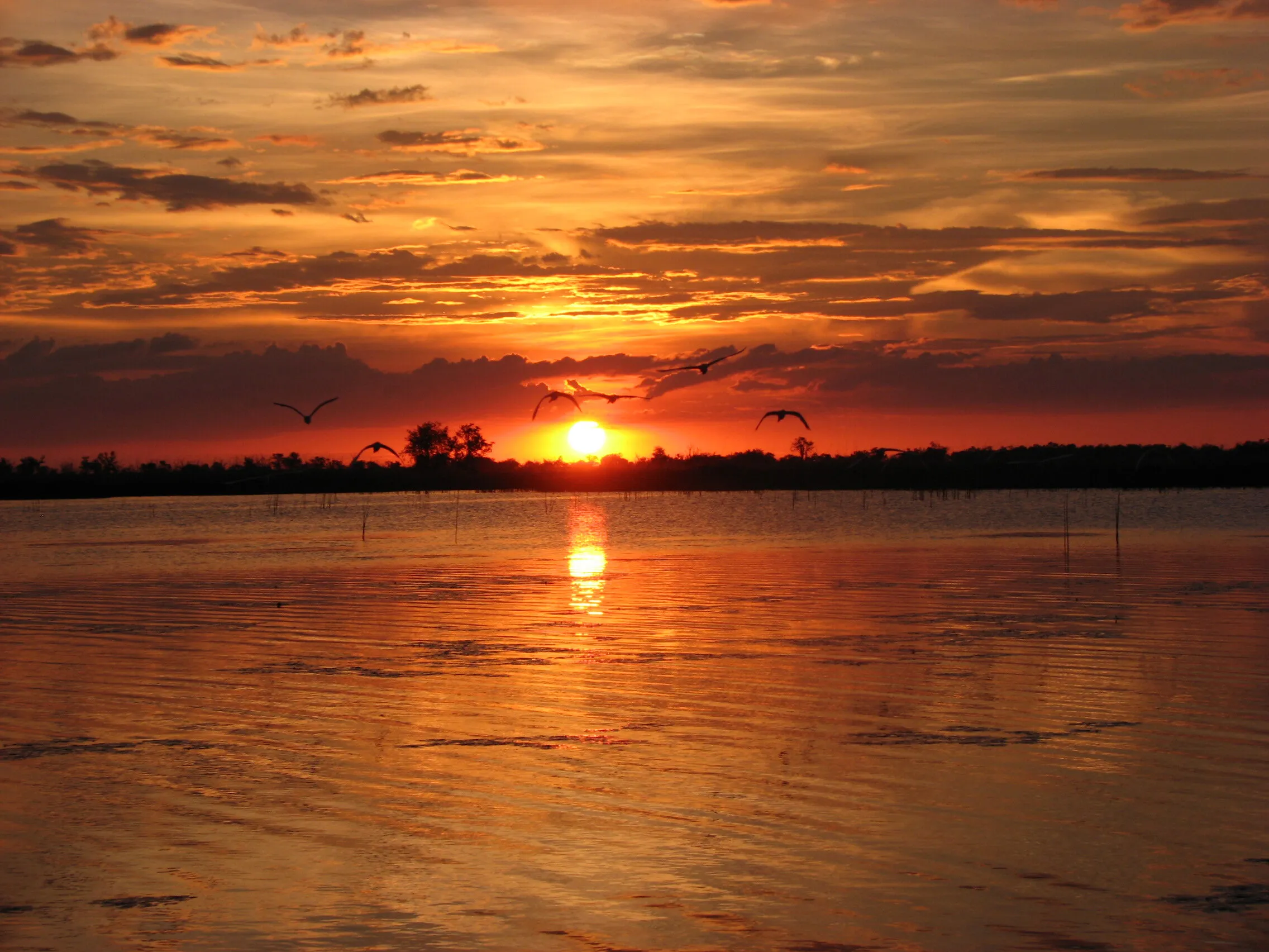 Birds at sunset