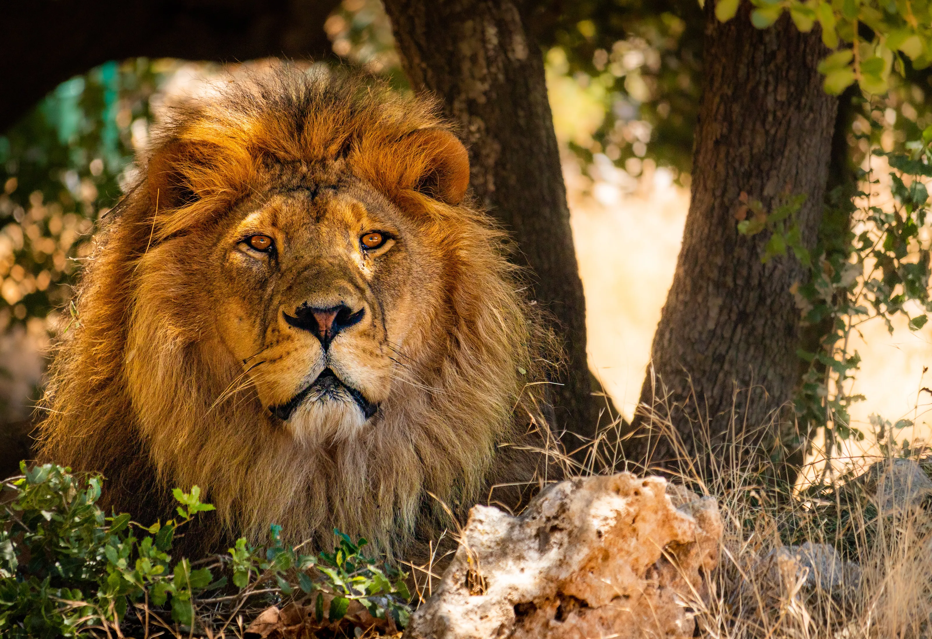 Lion