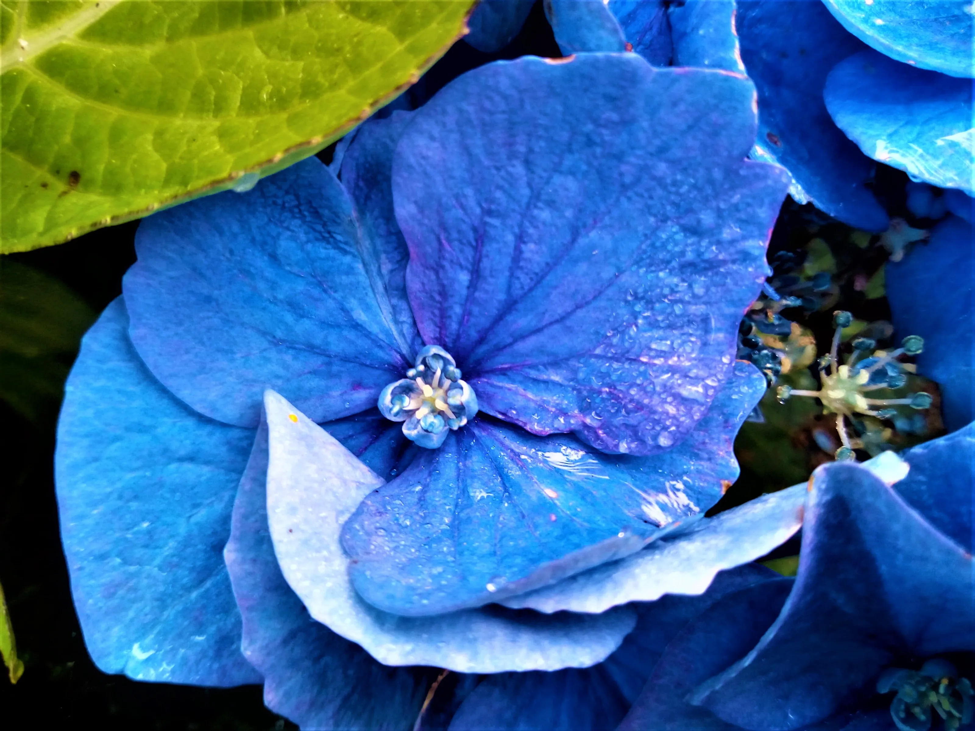 Hydrangea flower