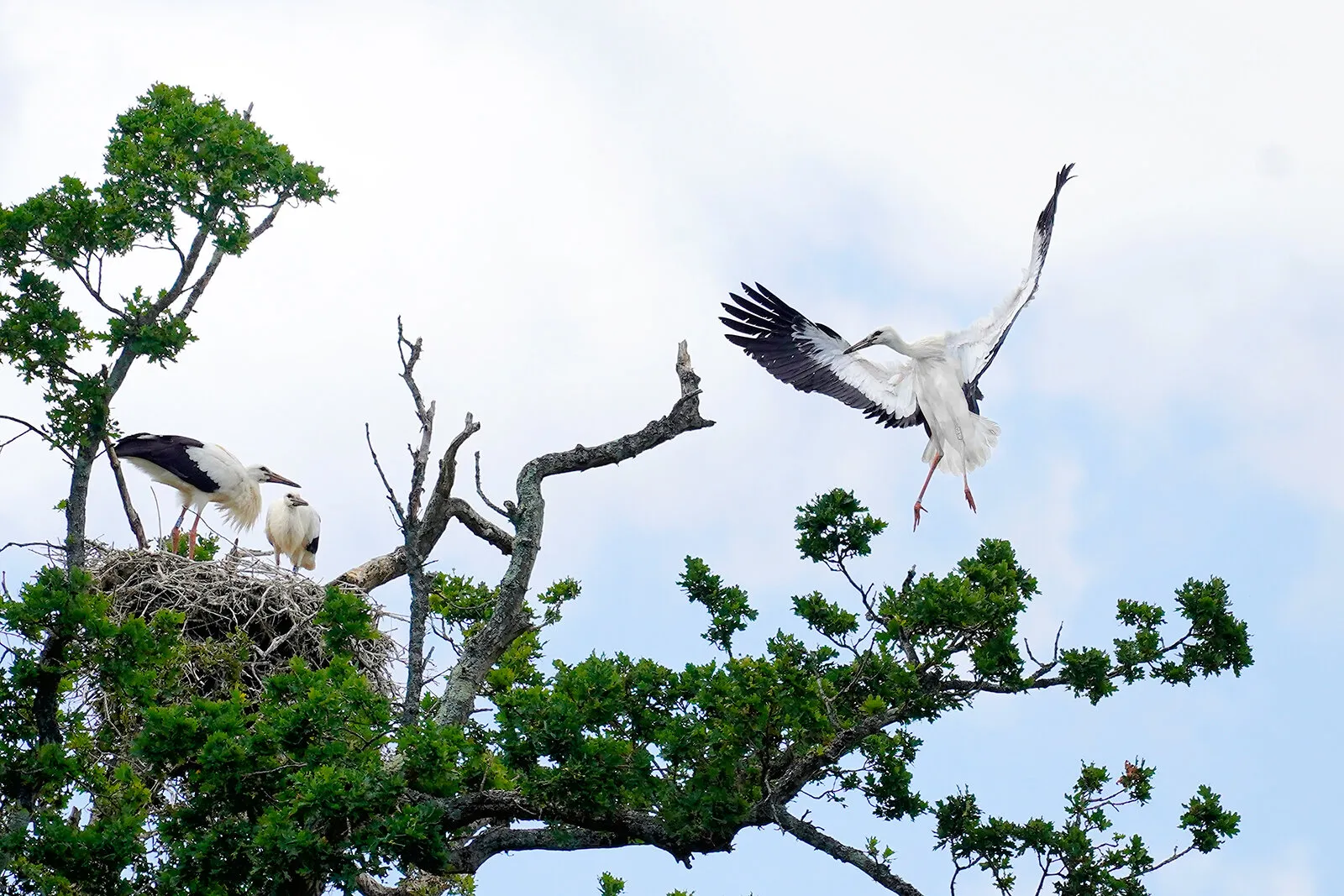 juvenile storks