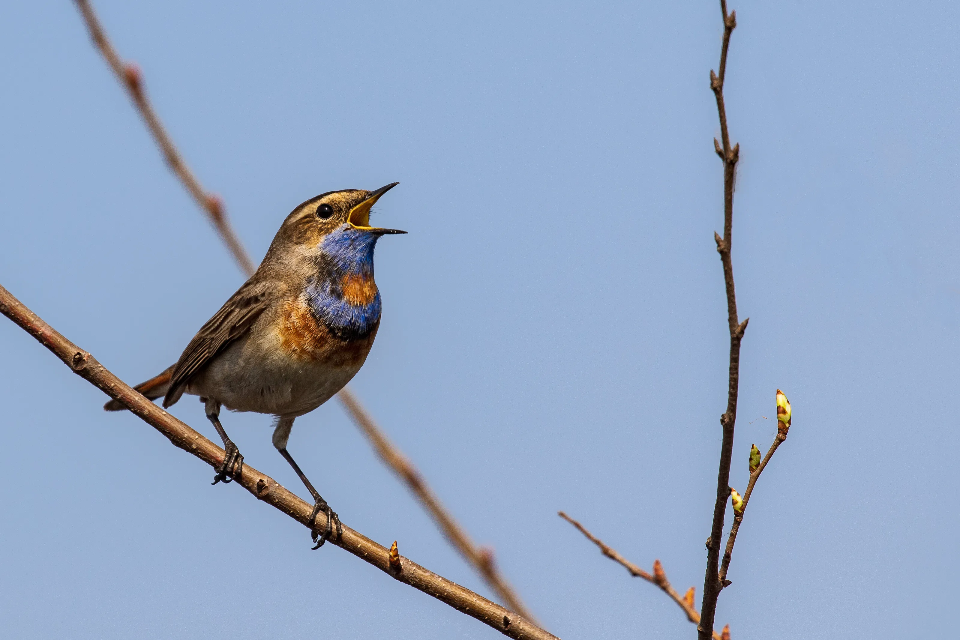 Male bluethroat. Singing  bluethroat close up.