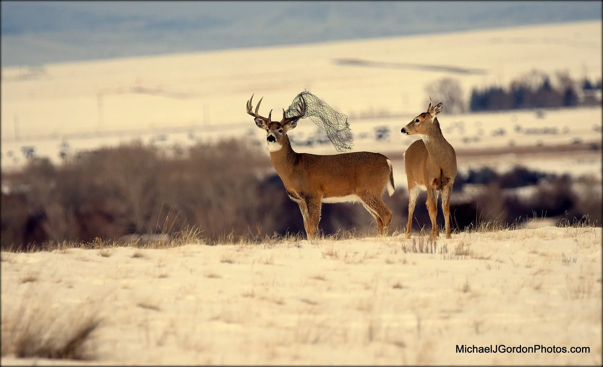 Buck Wire