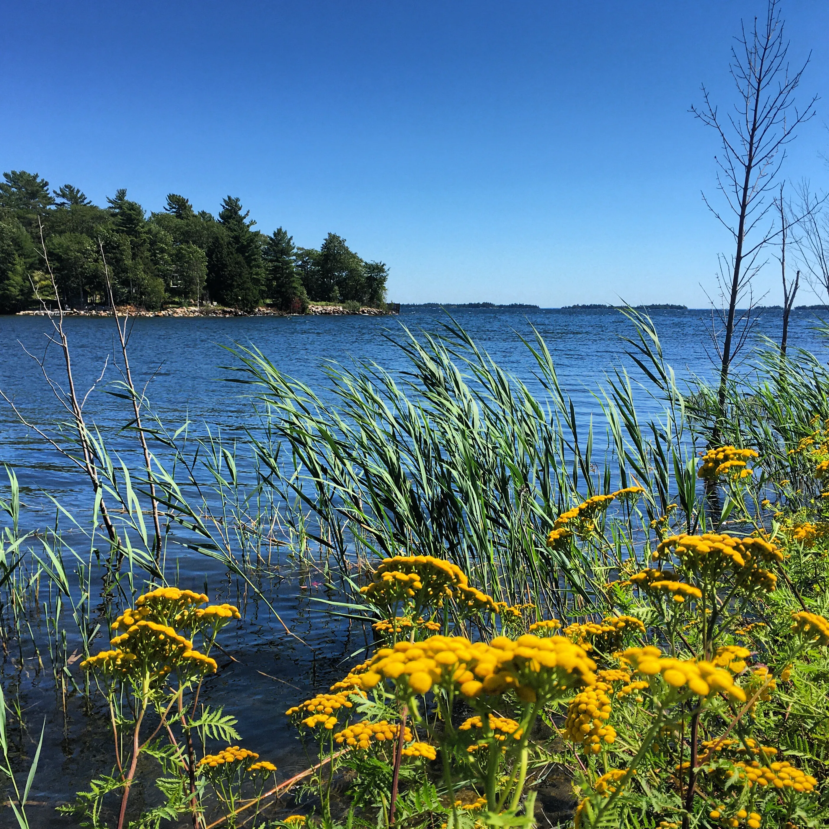 Lakeside Breeze