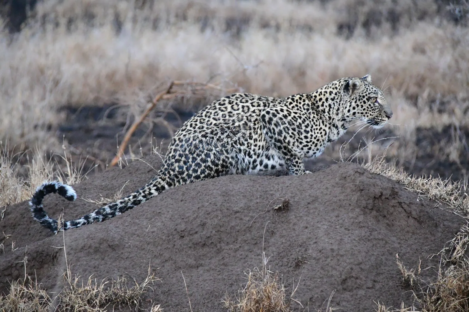 Leopard on a Mound