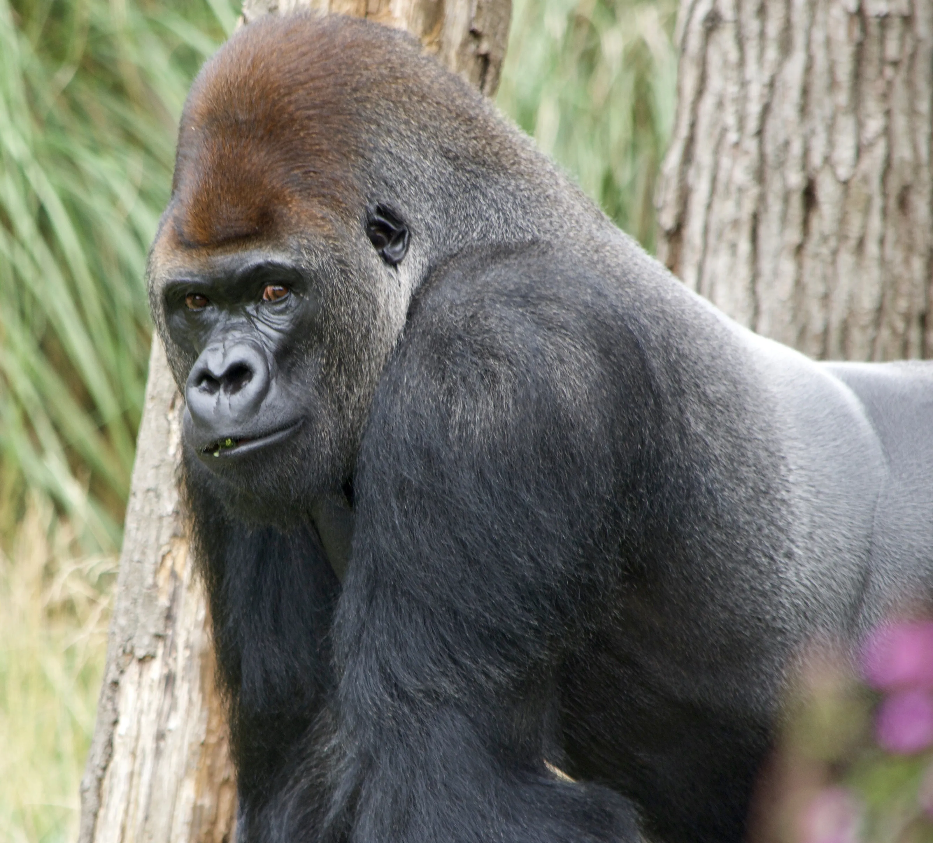 Not quite gorilla in the mist