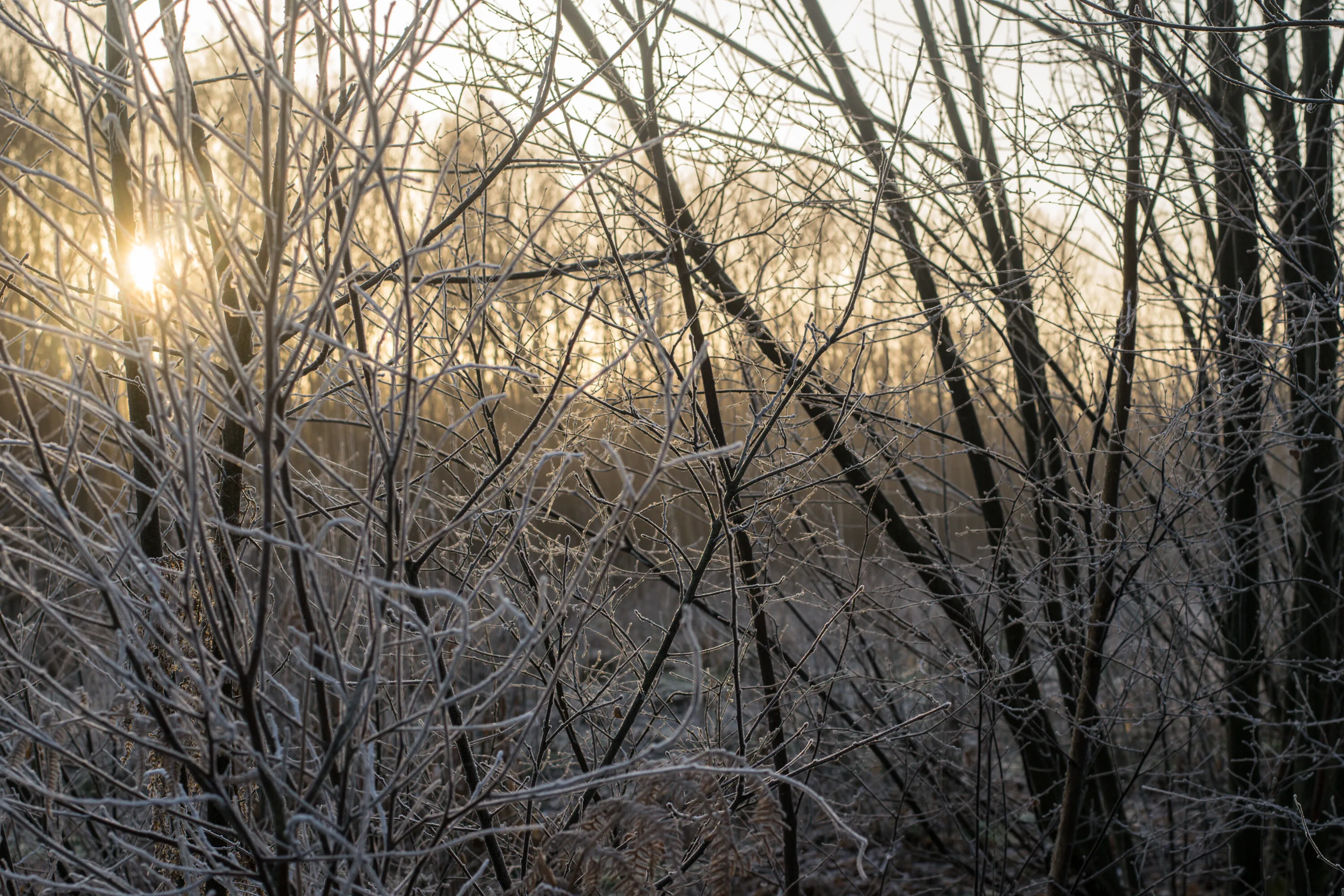 Sunshine through the frost