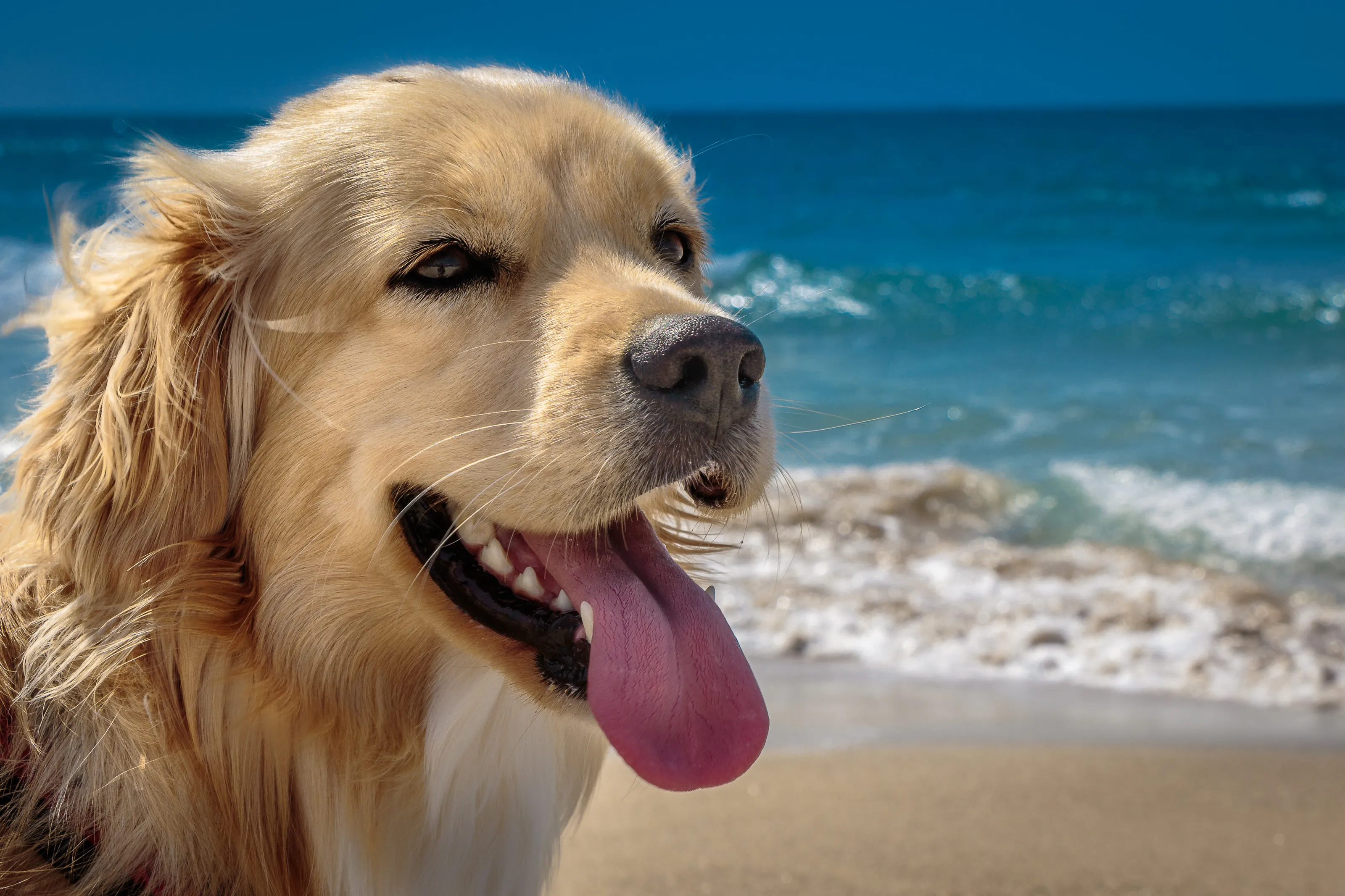 Beach Boy