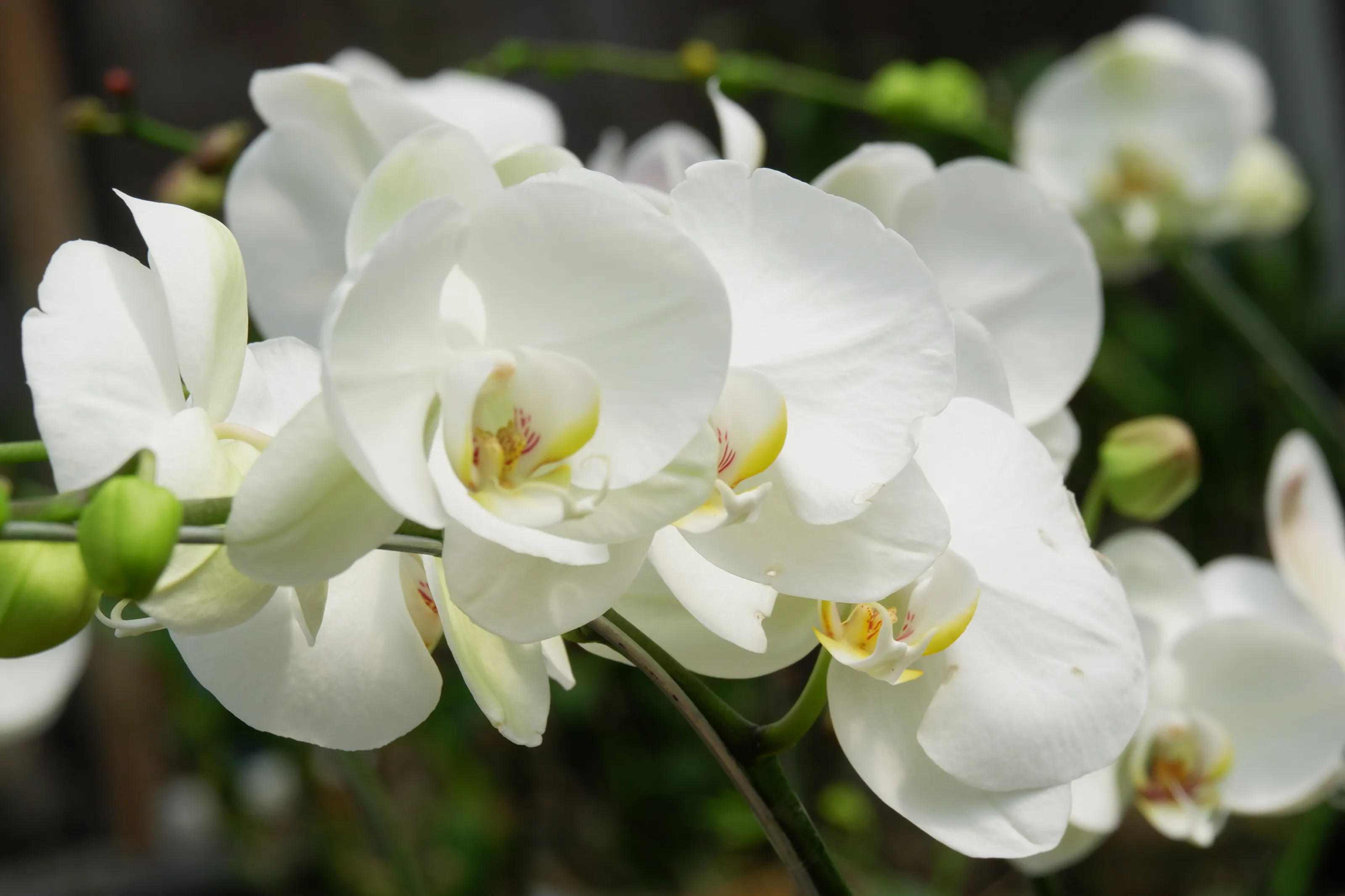 white dendrobium orchids flowers