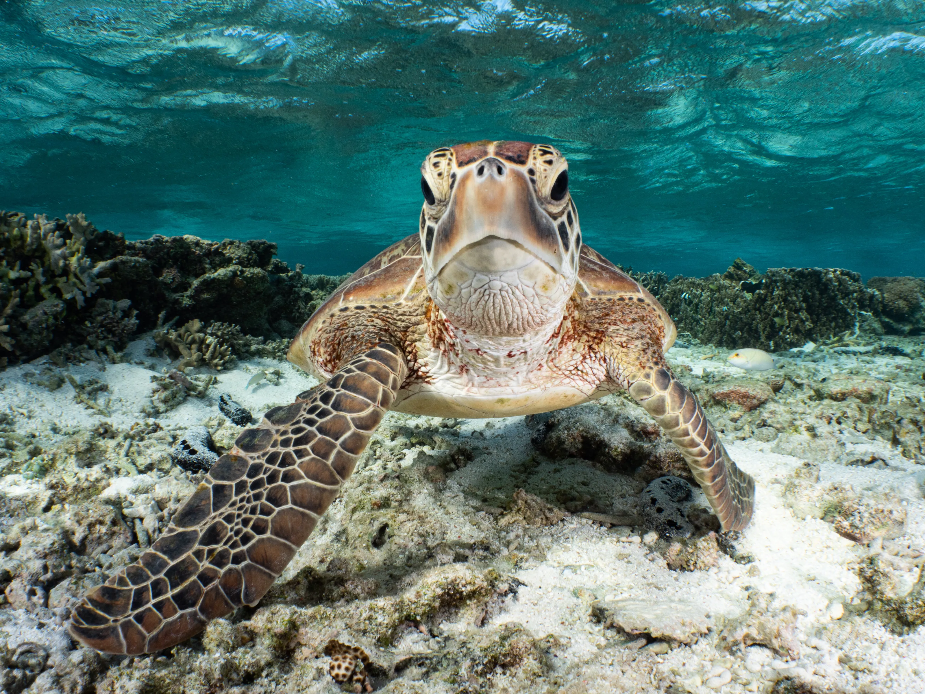 Lagoon dreaming
