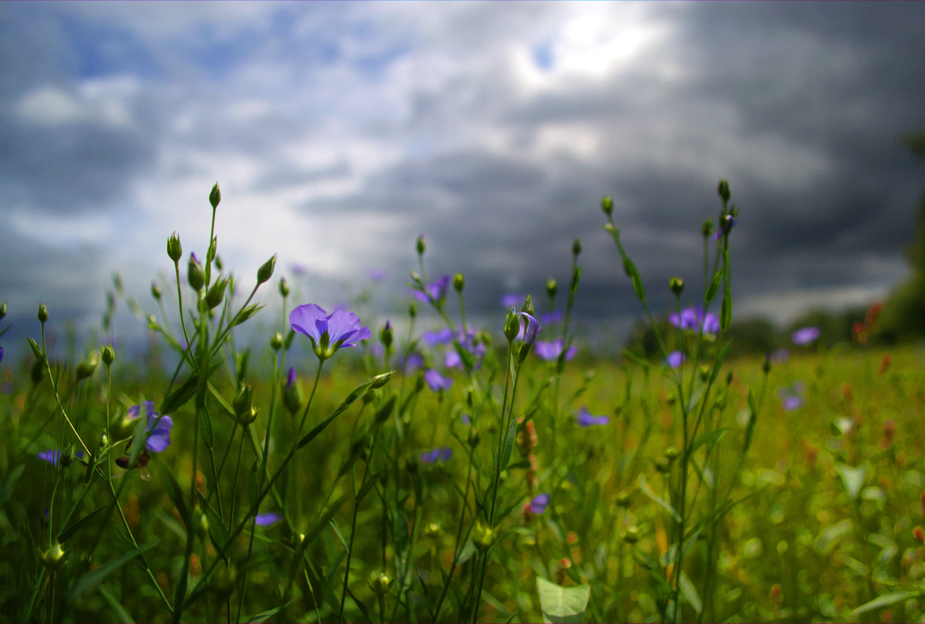 Wildflower Meadow