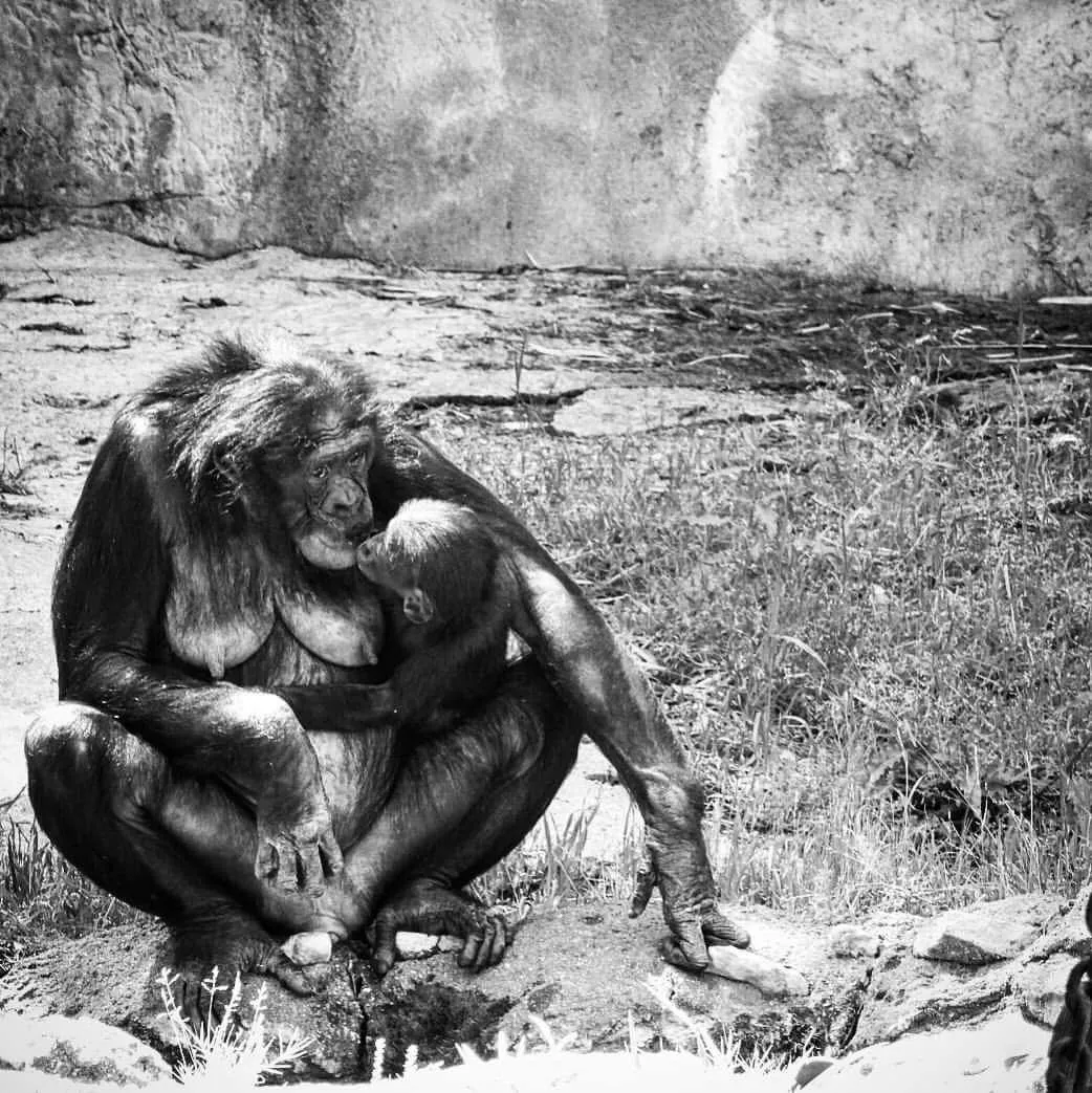 A Mother's Love