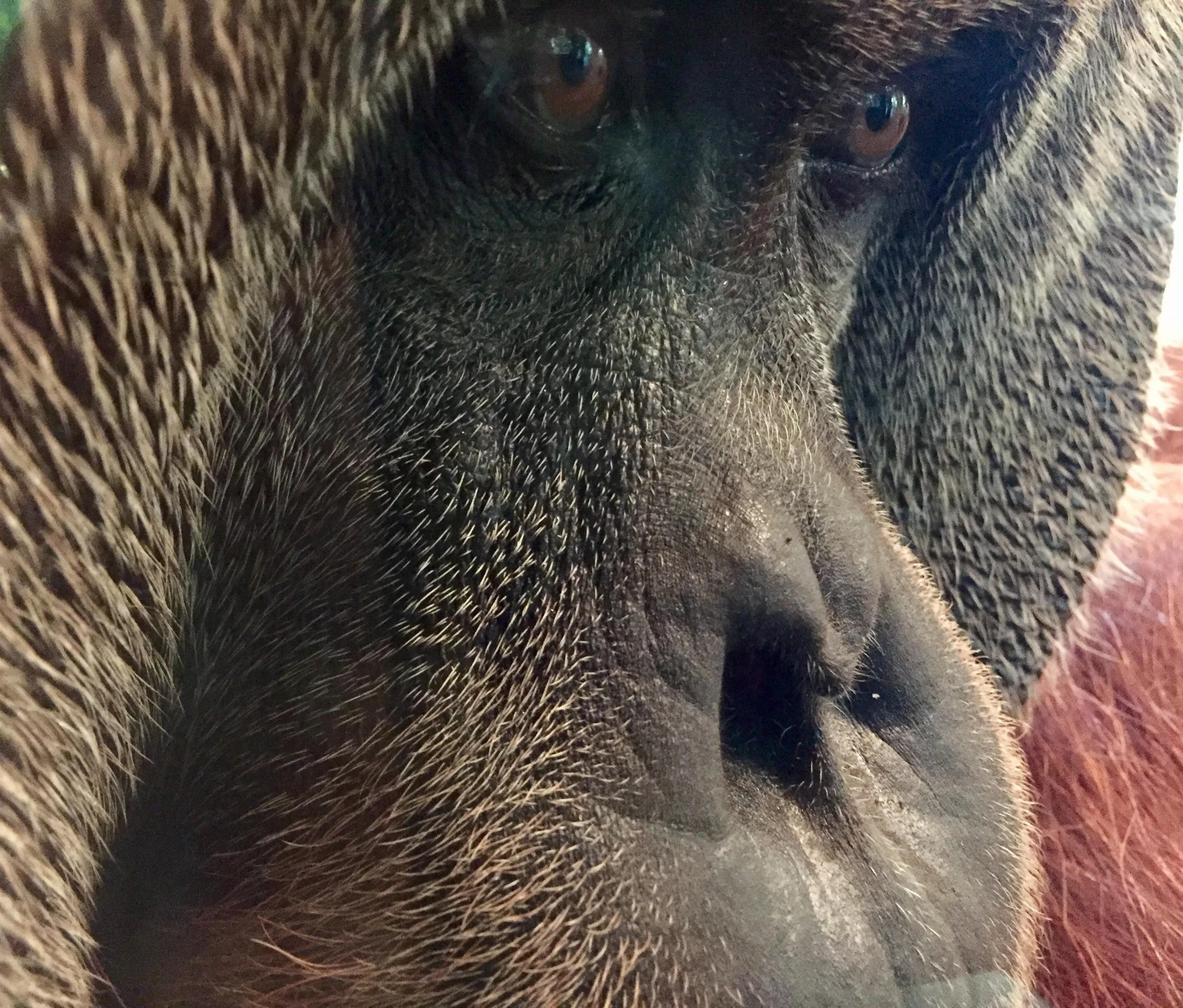 Orangutan in Singapore Zoo