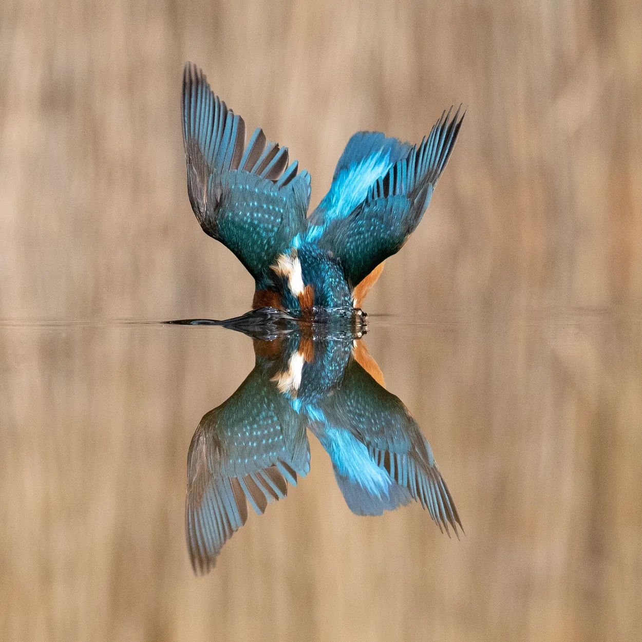 Wings