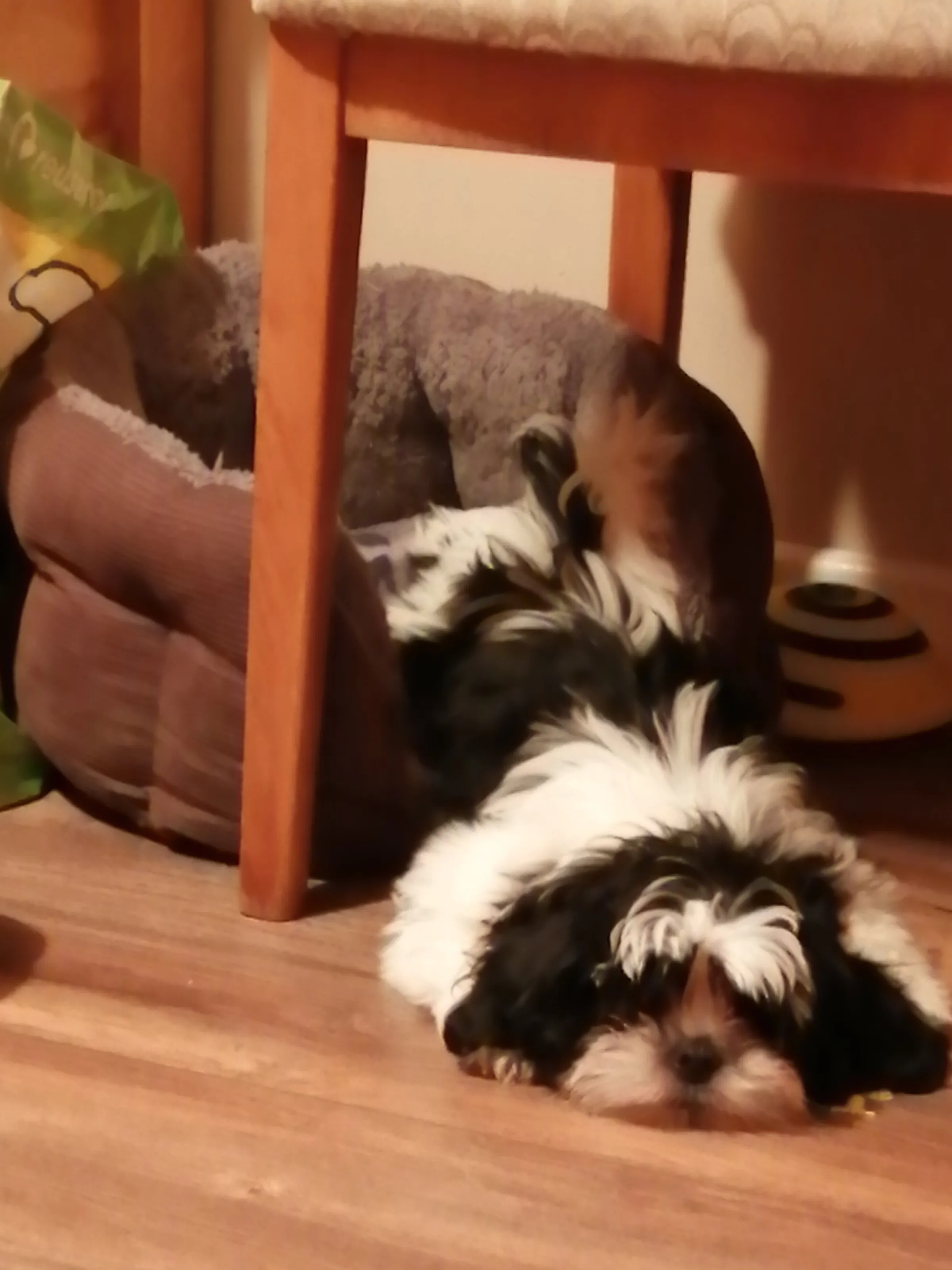 Our Lhasa apso ralph