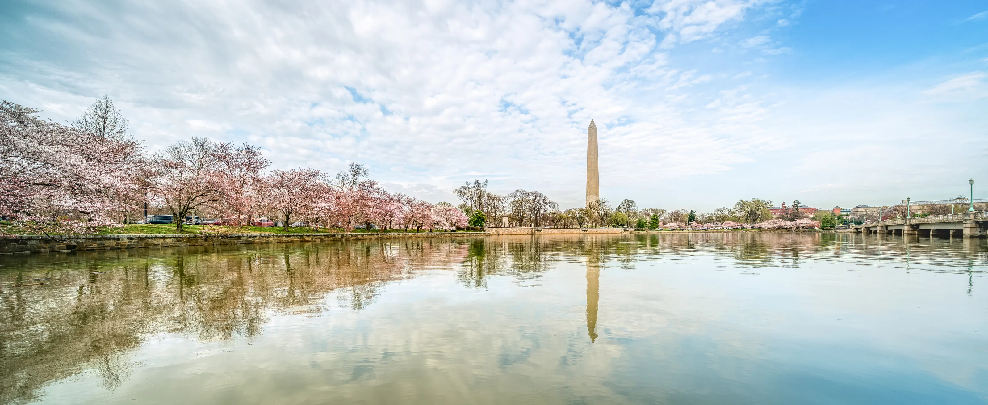Washington Monument and Cherry Blossoms