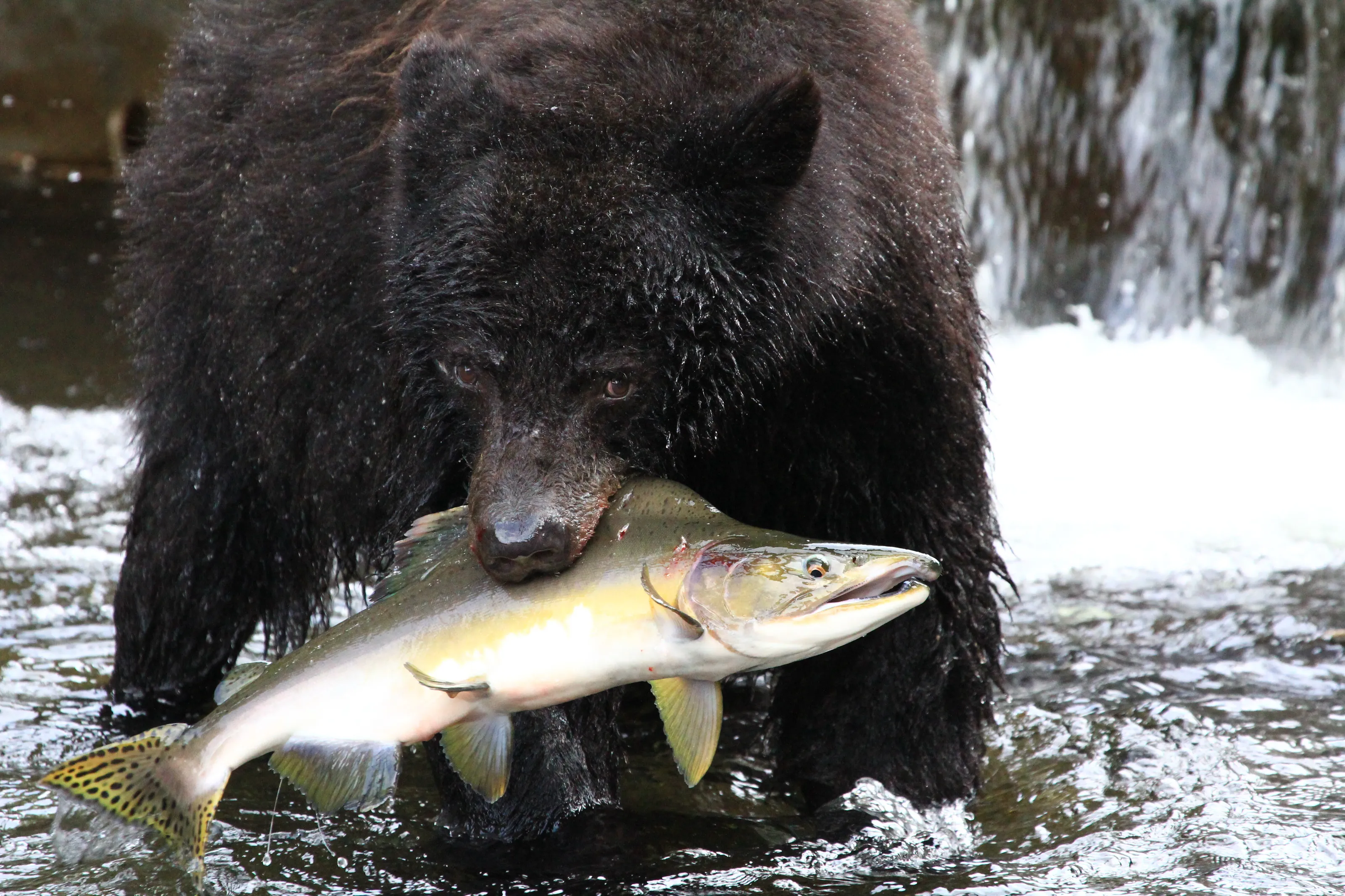Dont Touch My Salmon