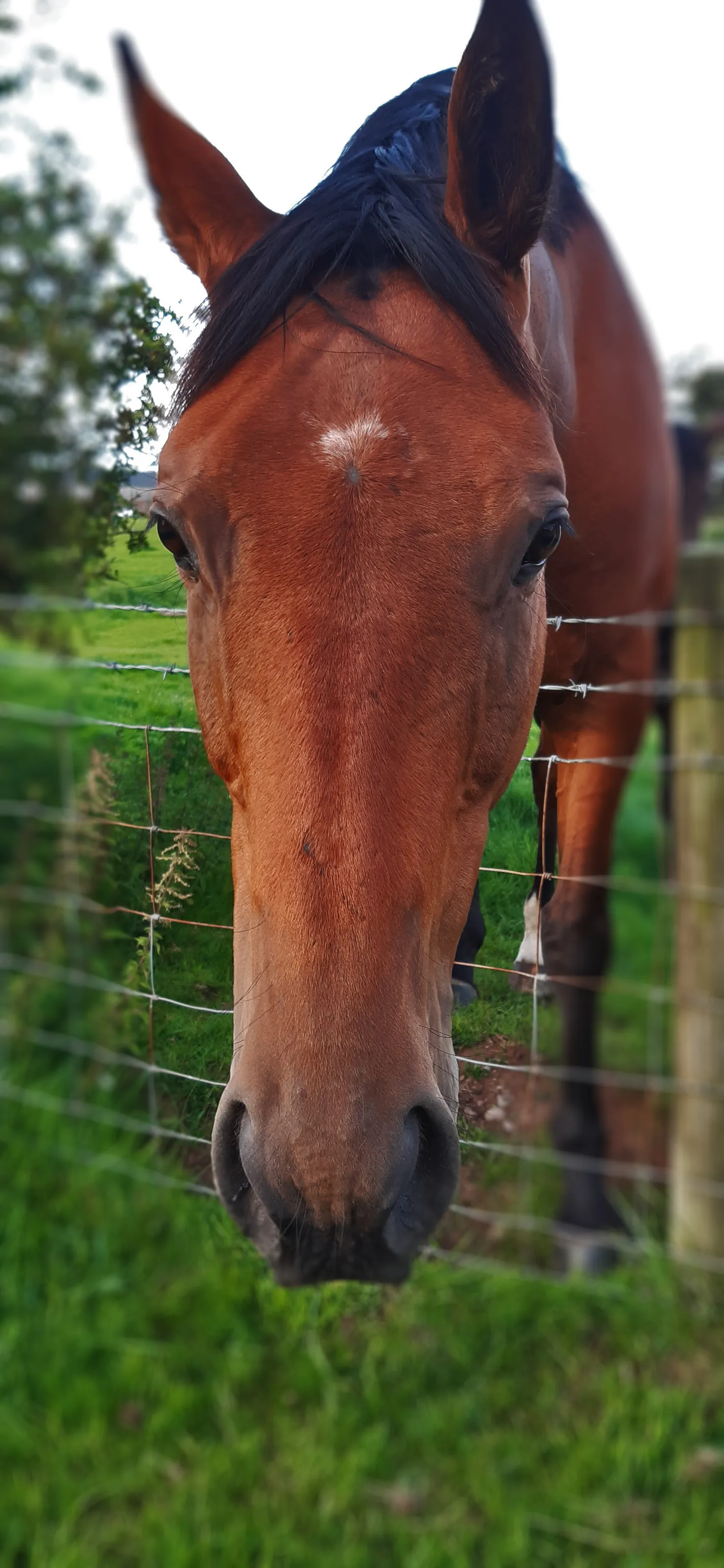 Chestnut Horse