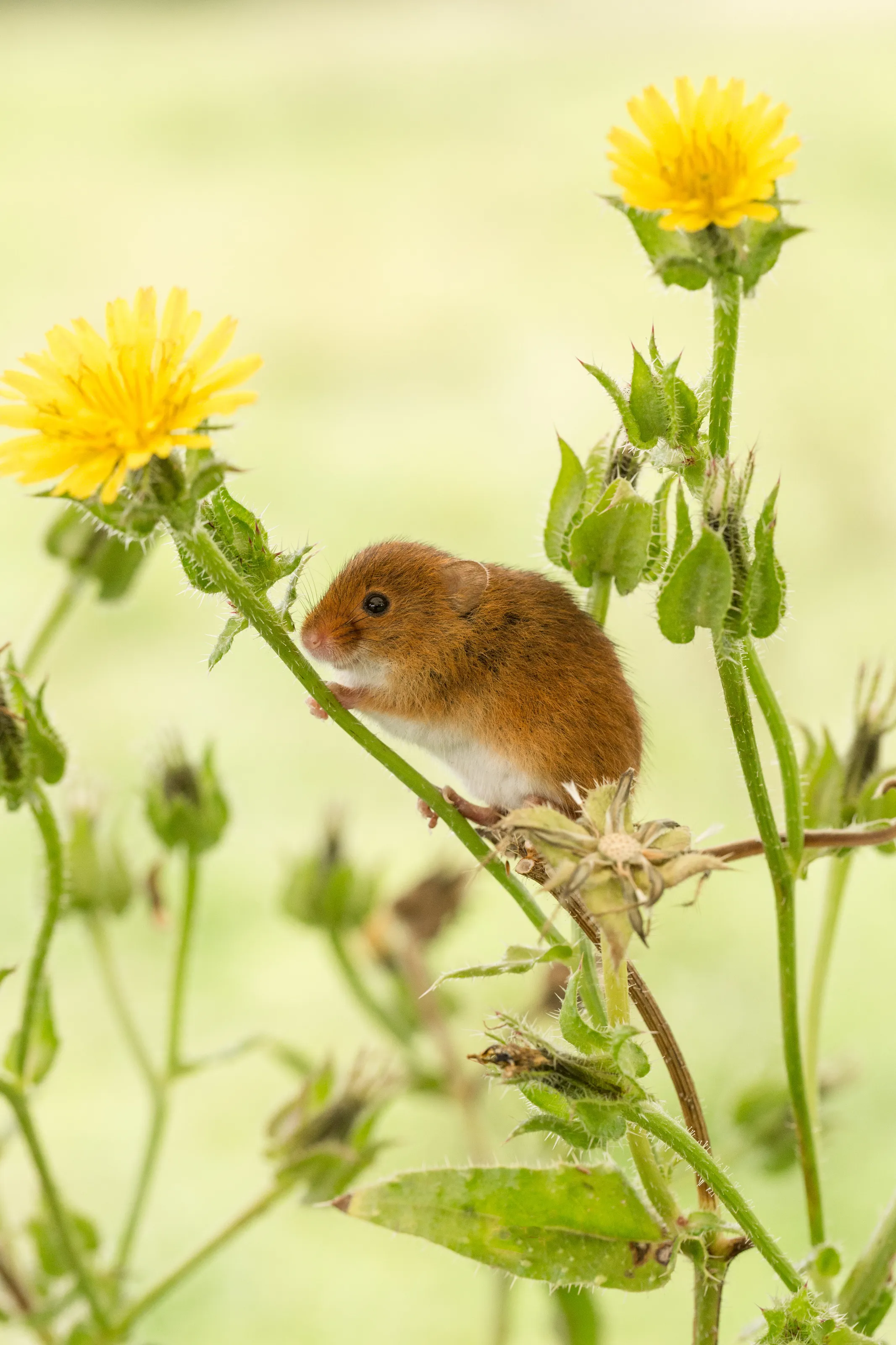 Harvest Mouse