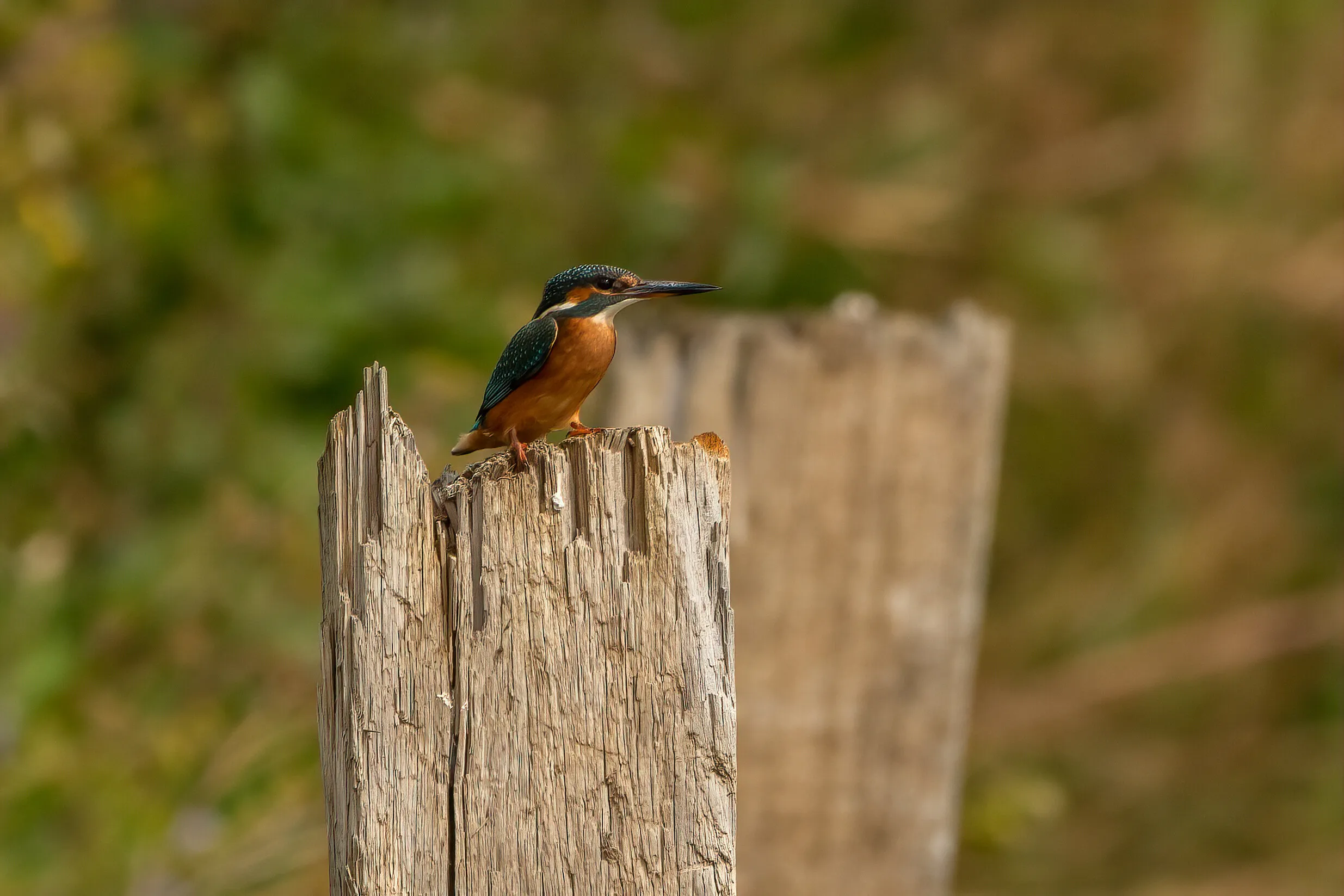 Kingfisher on a wood stump