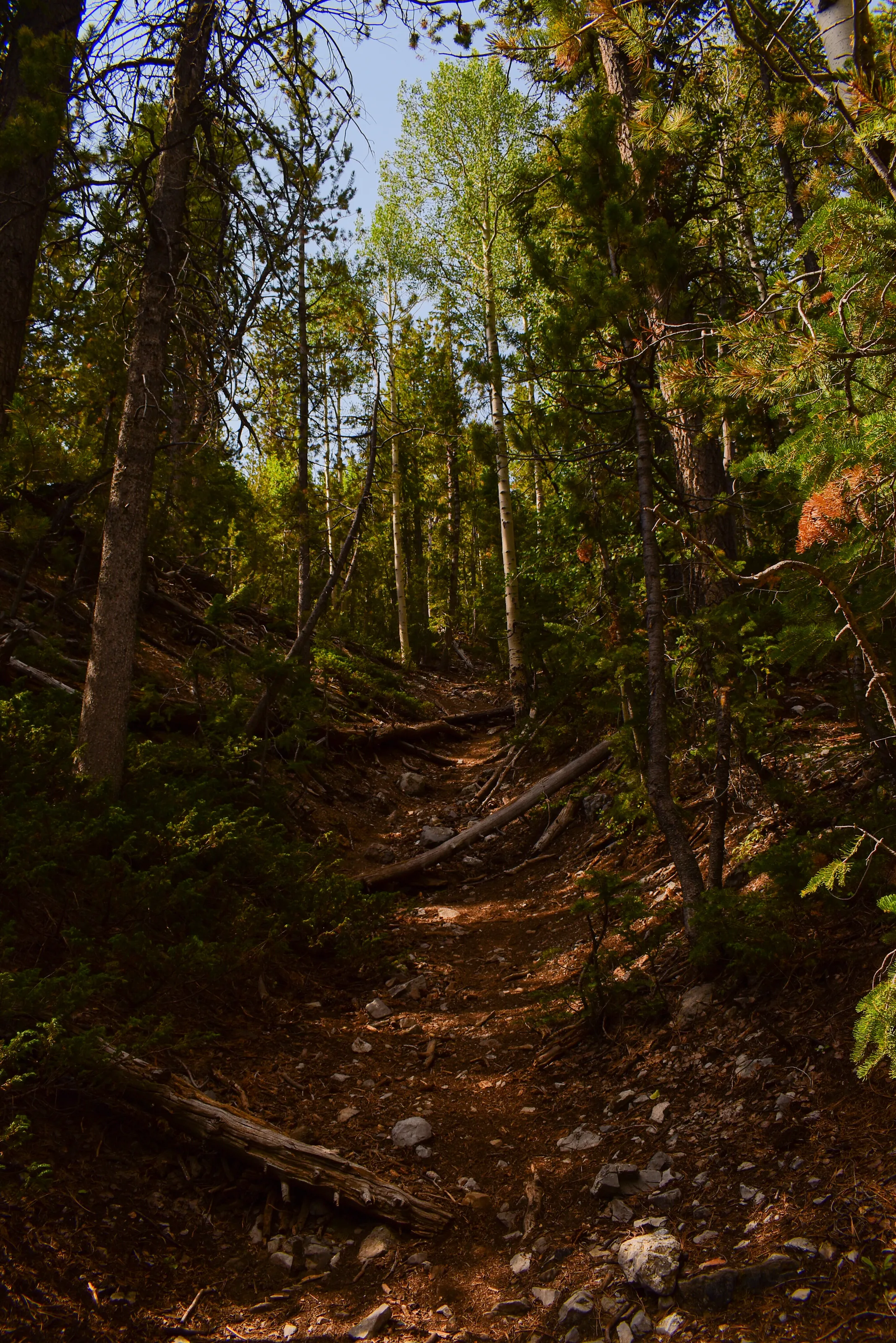 Path of fallen trees