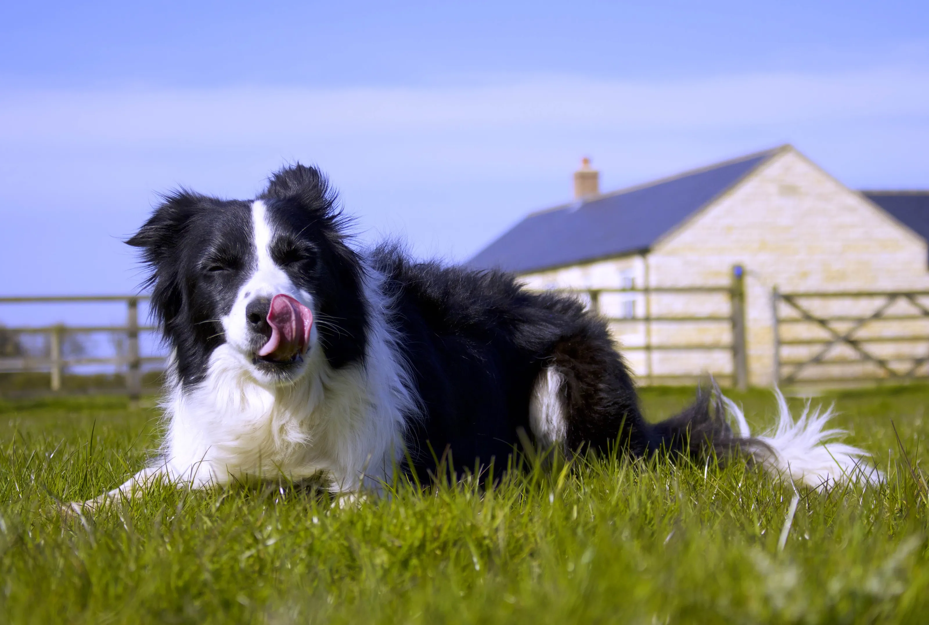 Border Collie Chilling
