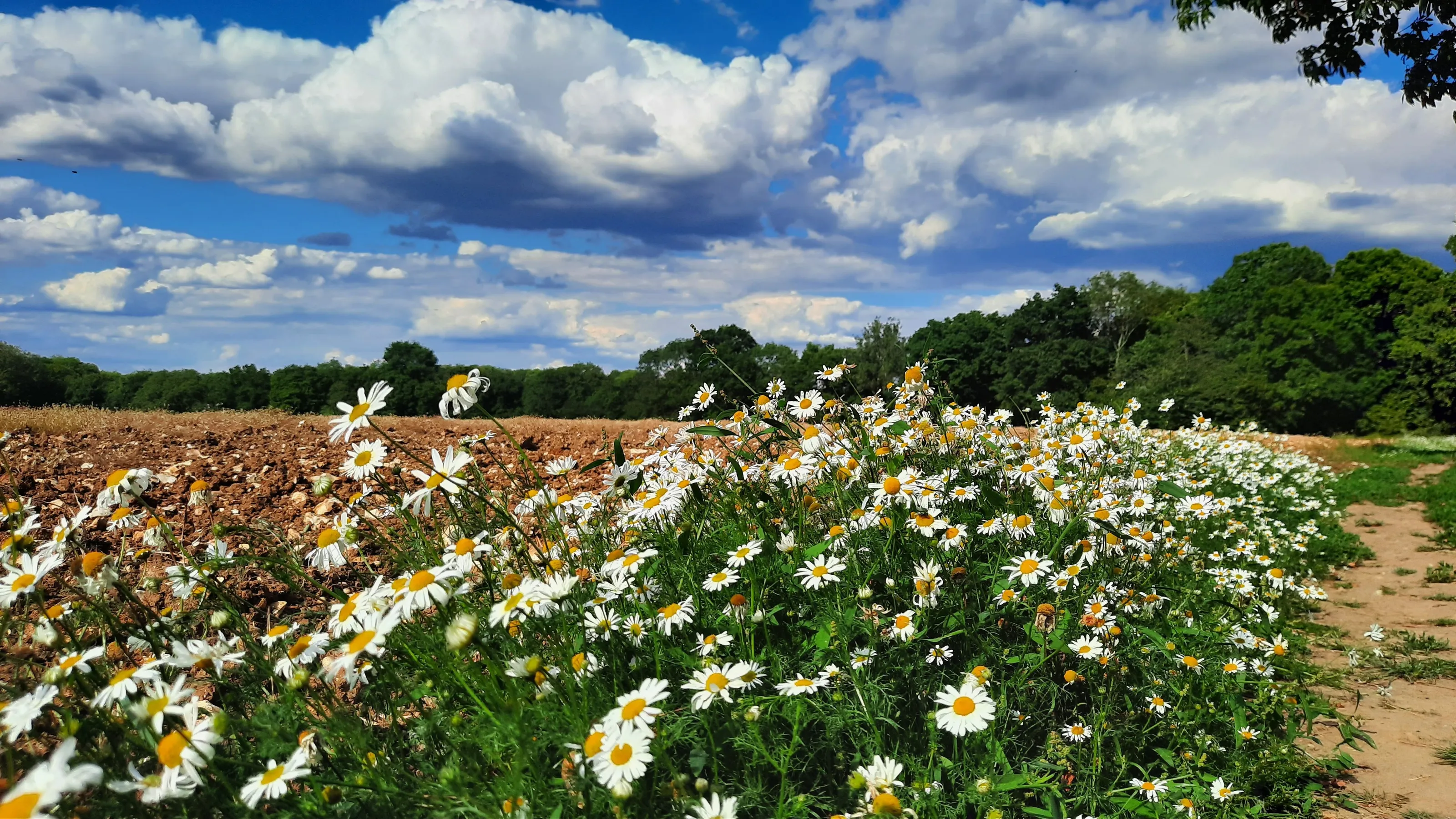 Down with the daisies