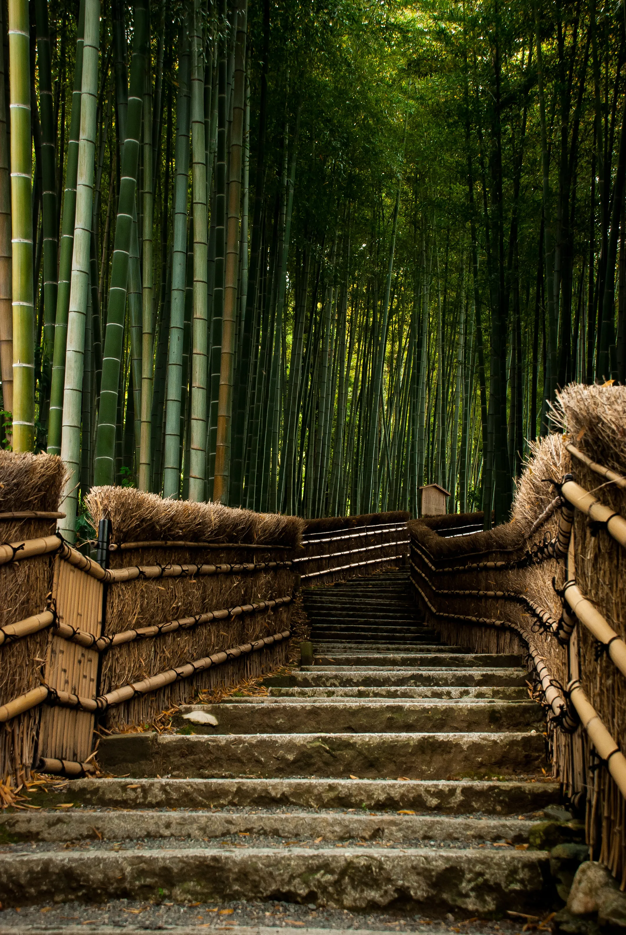 Bamboo Forest