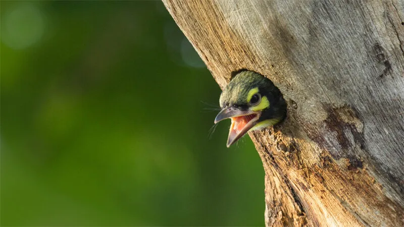 coppersmith bird