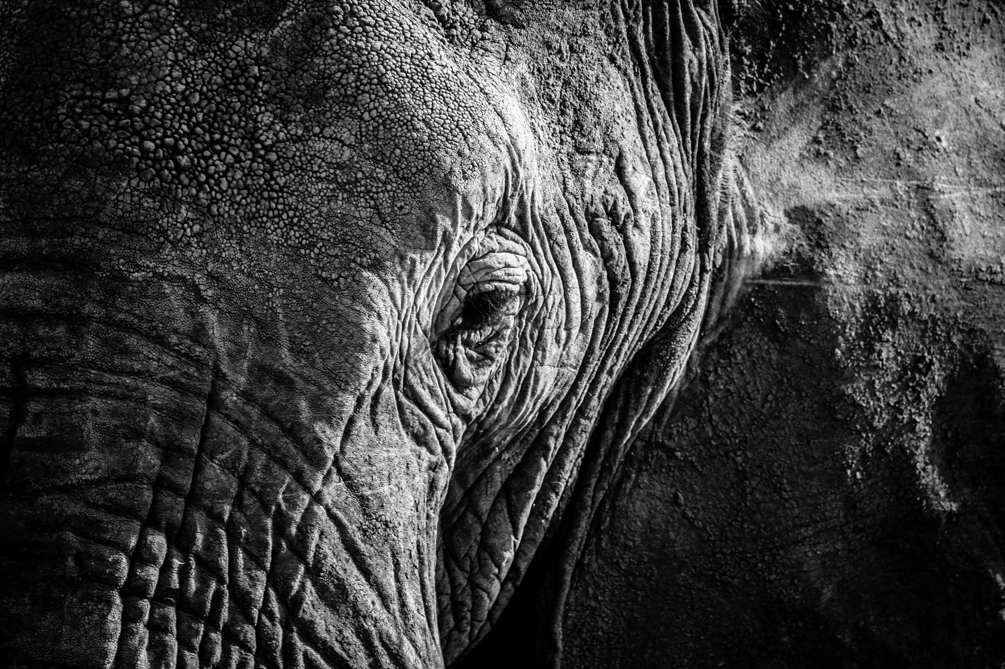 African Elephant close up