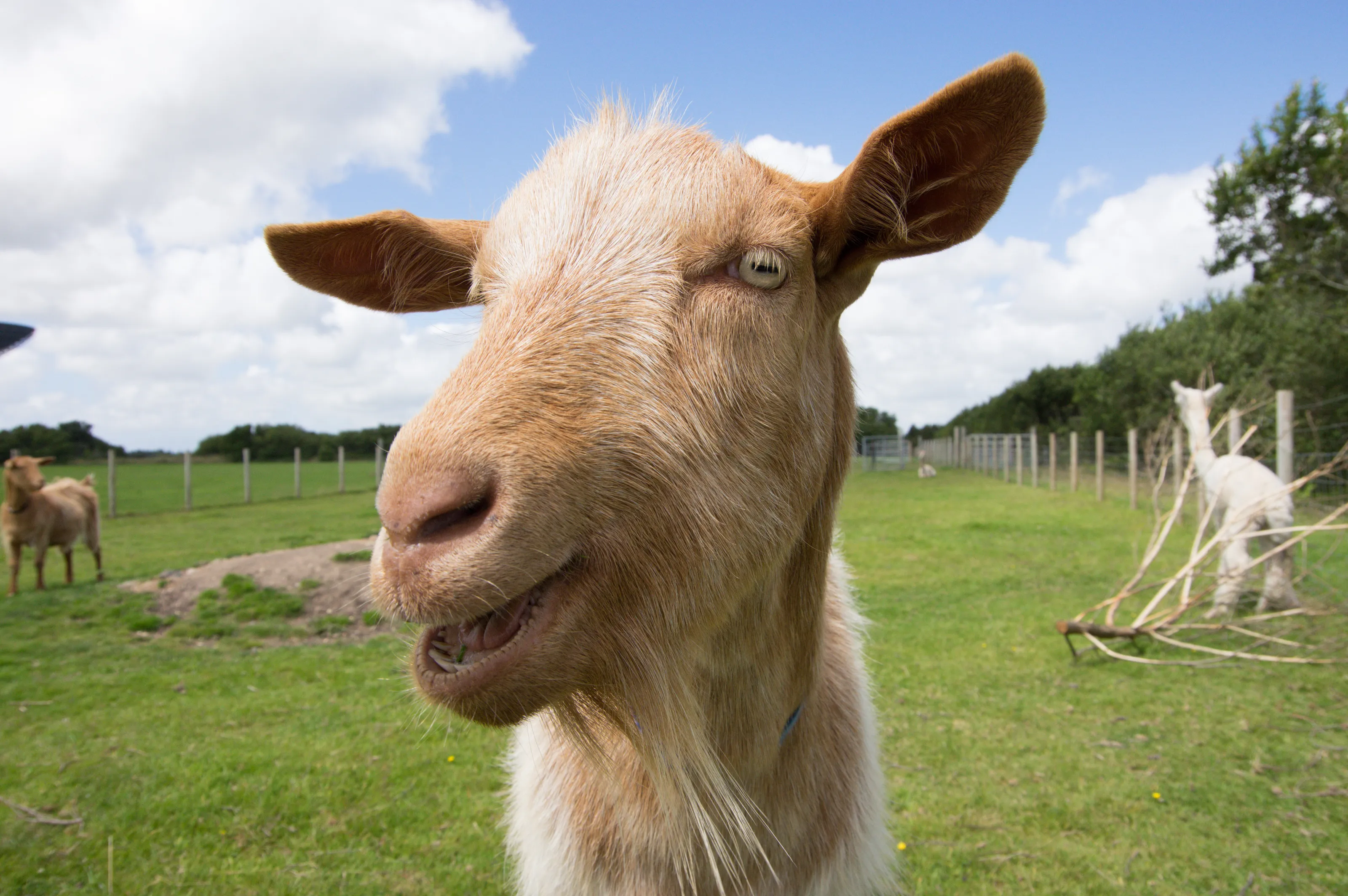 Neil The Goat
