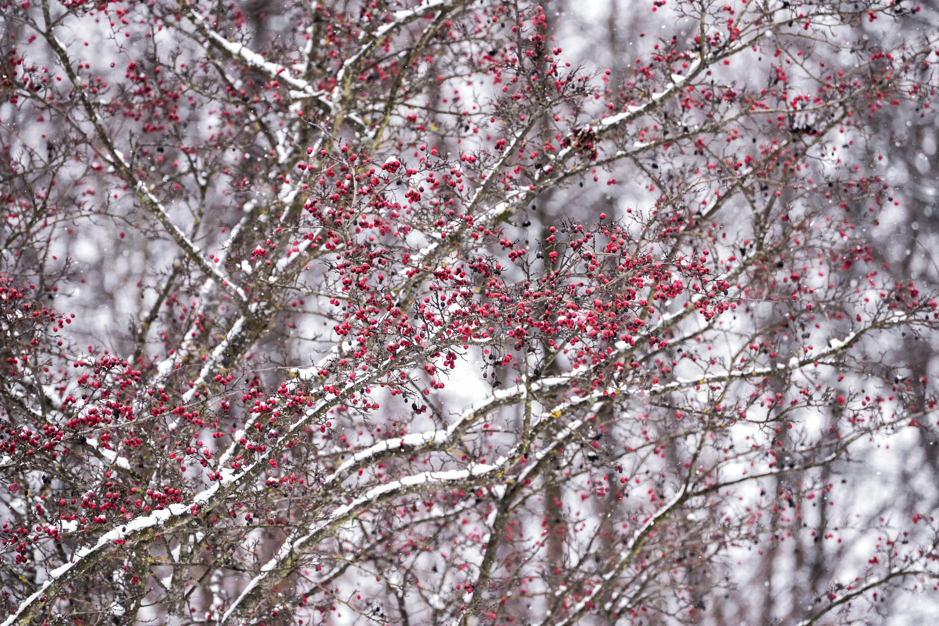 Who wants a little red berries?