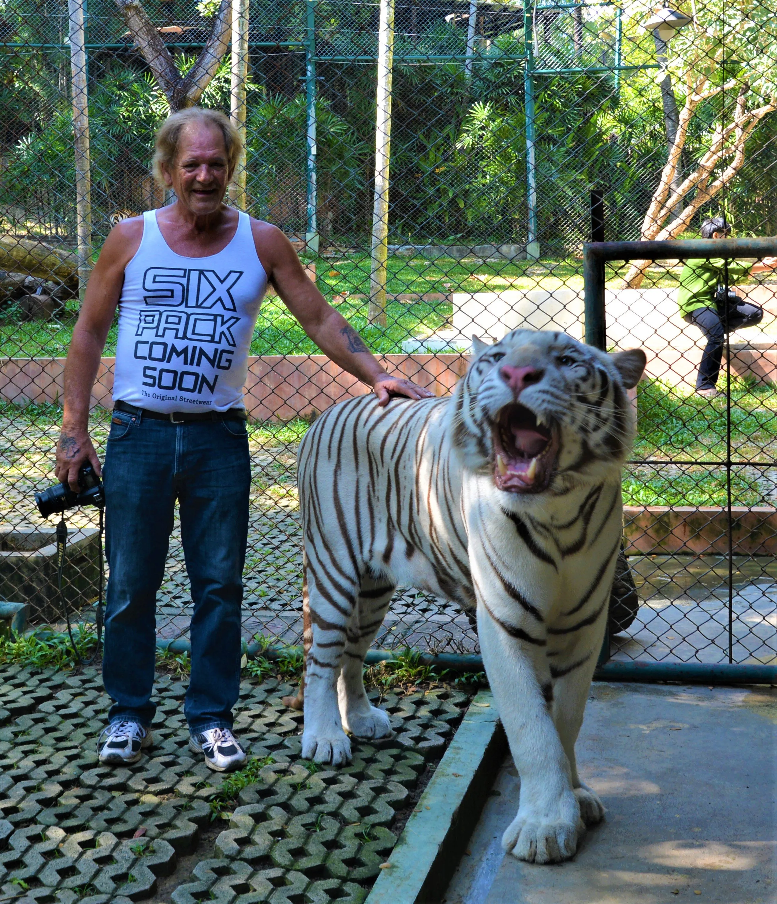 White Bengali Tiger