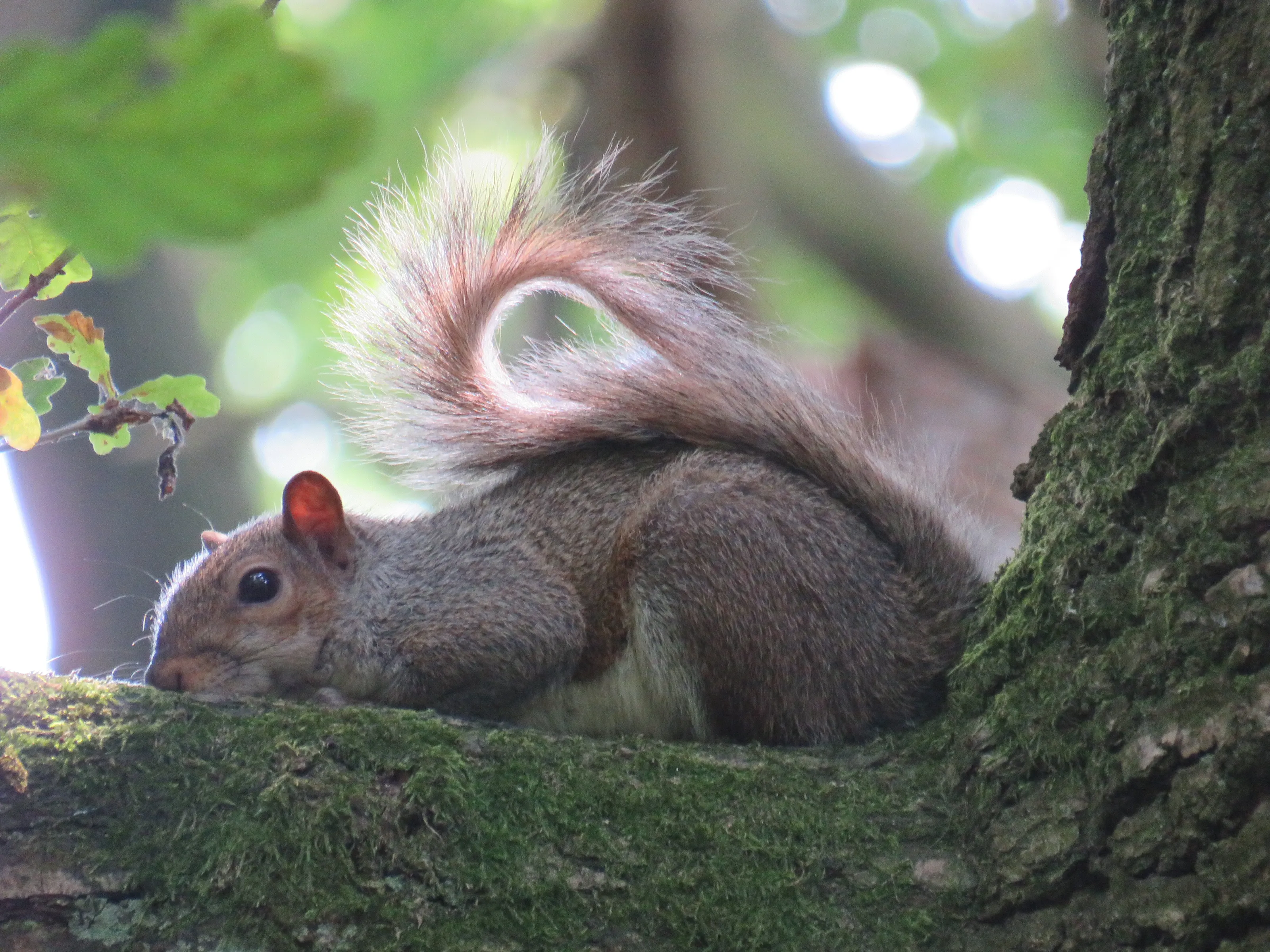 Crouching Squirrel