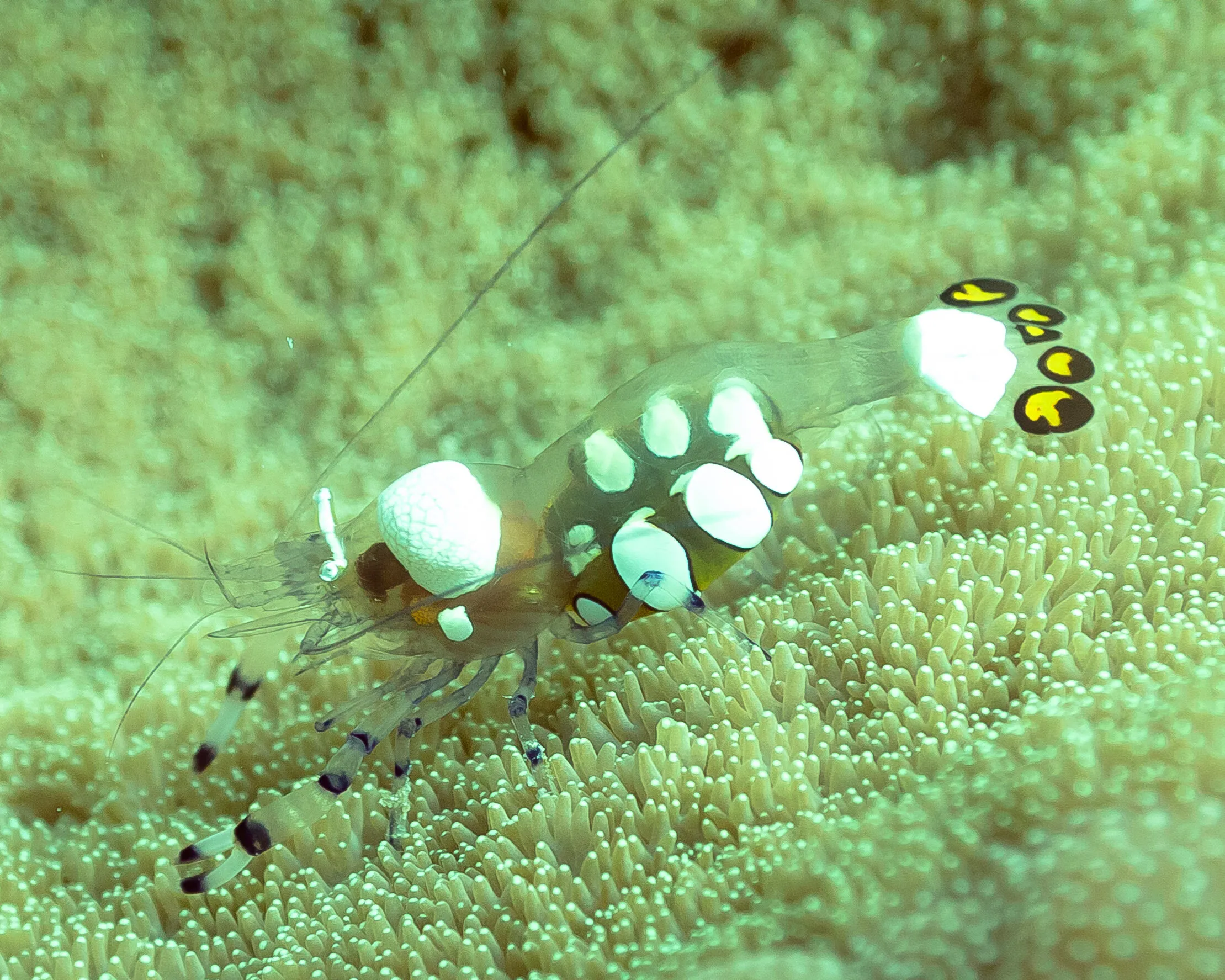 Macro of Ornamental Shrimp