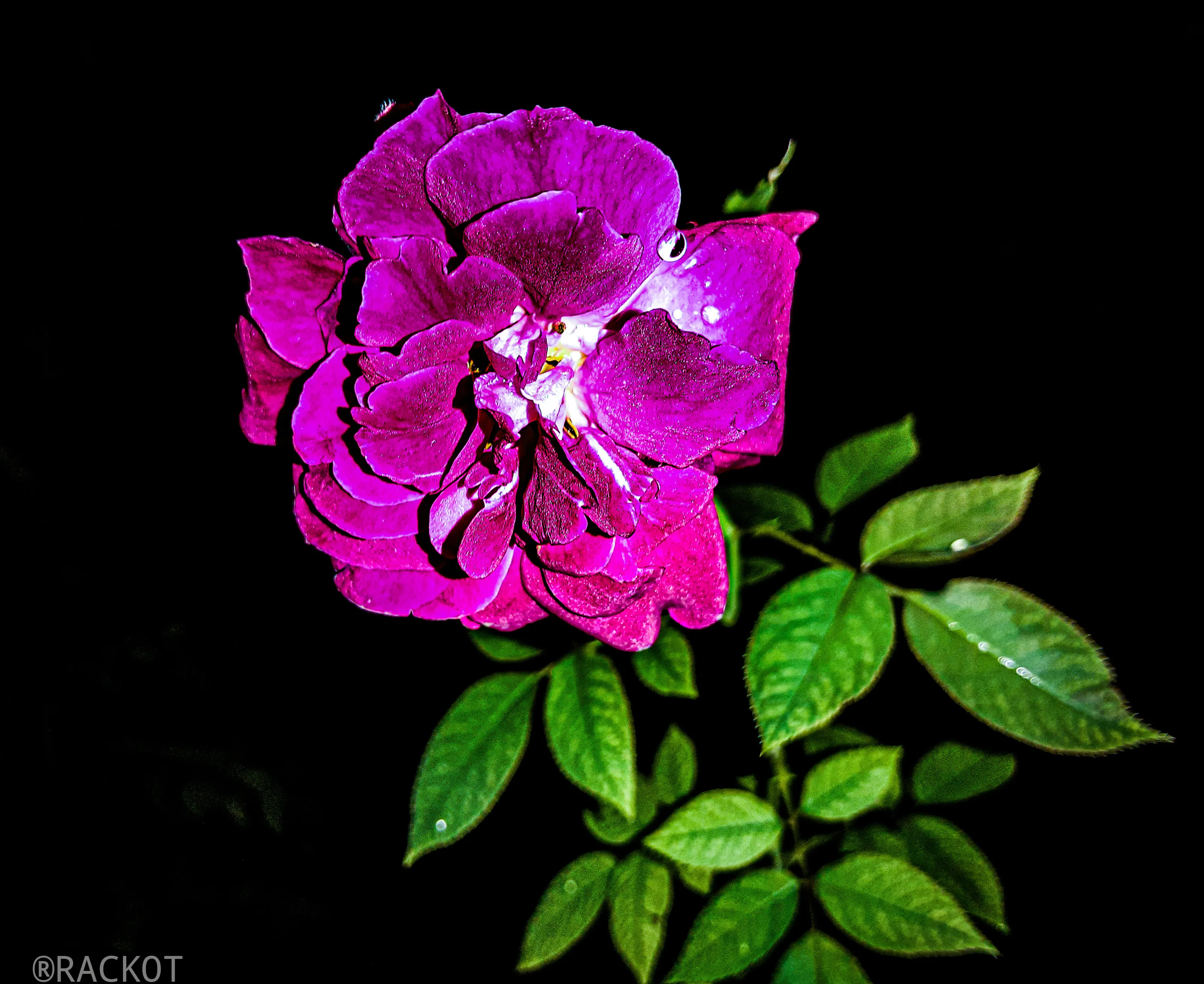 Rose