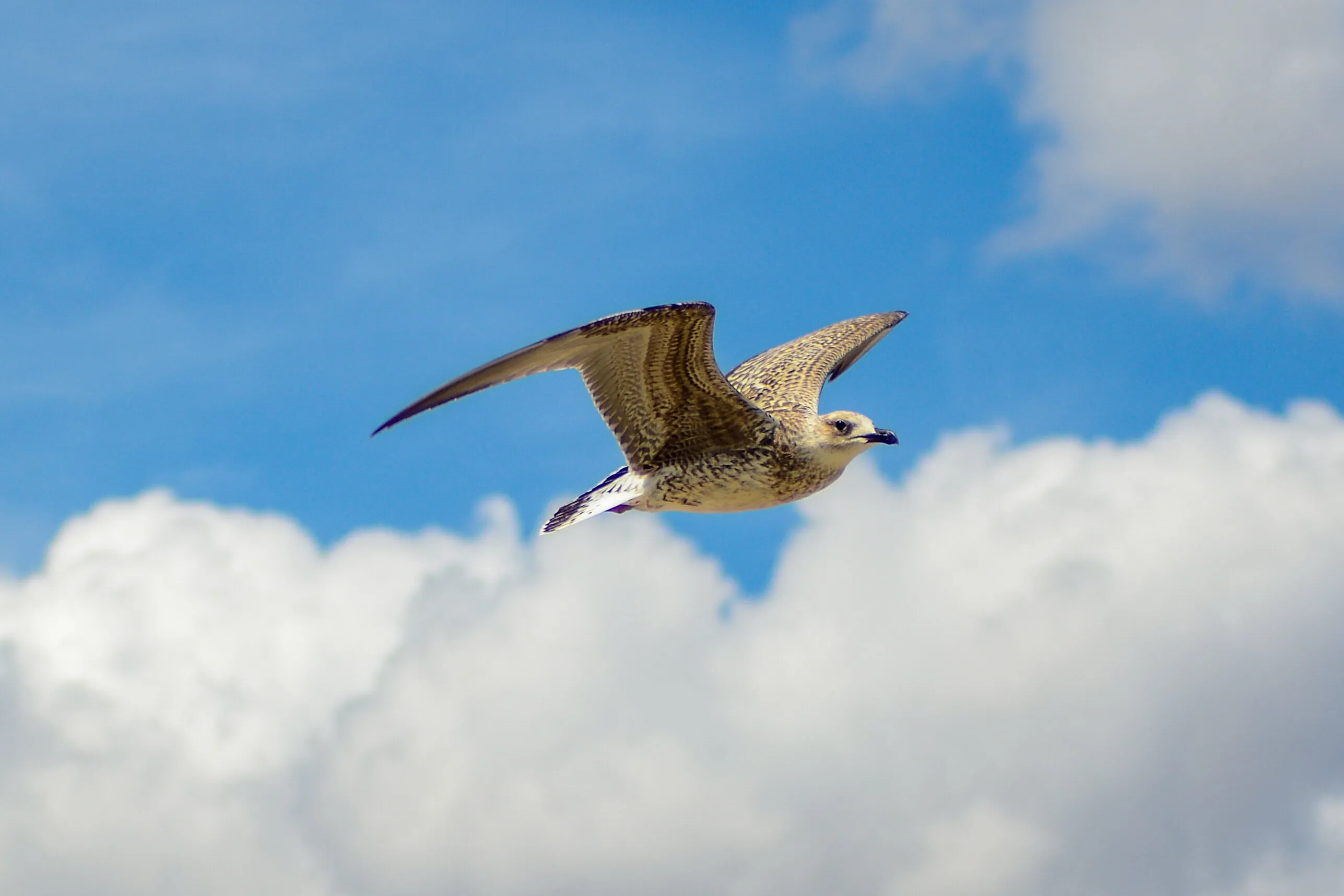 Flying through the azure