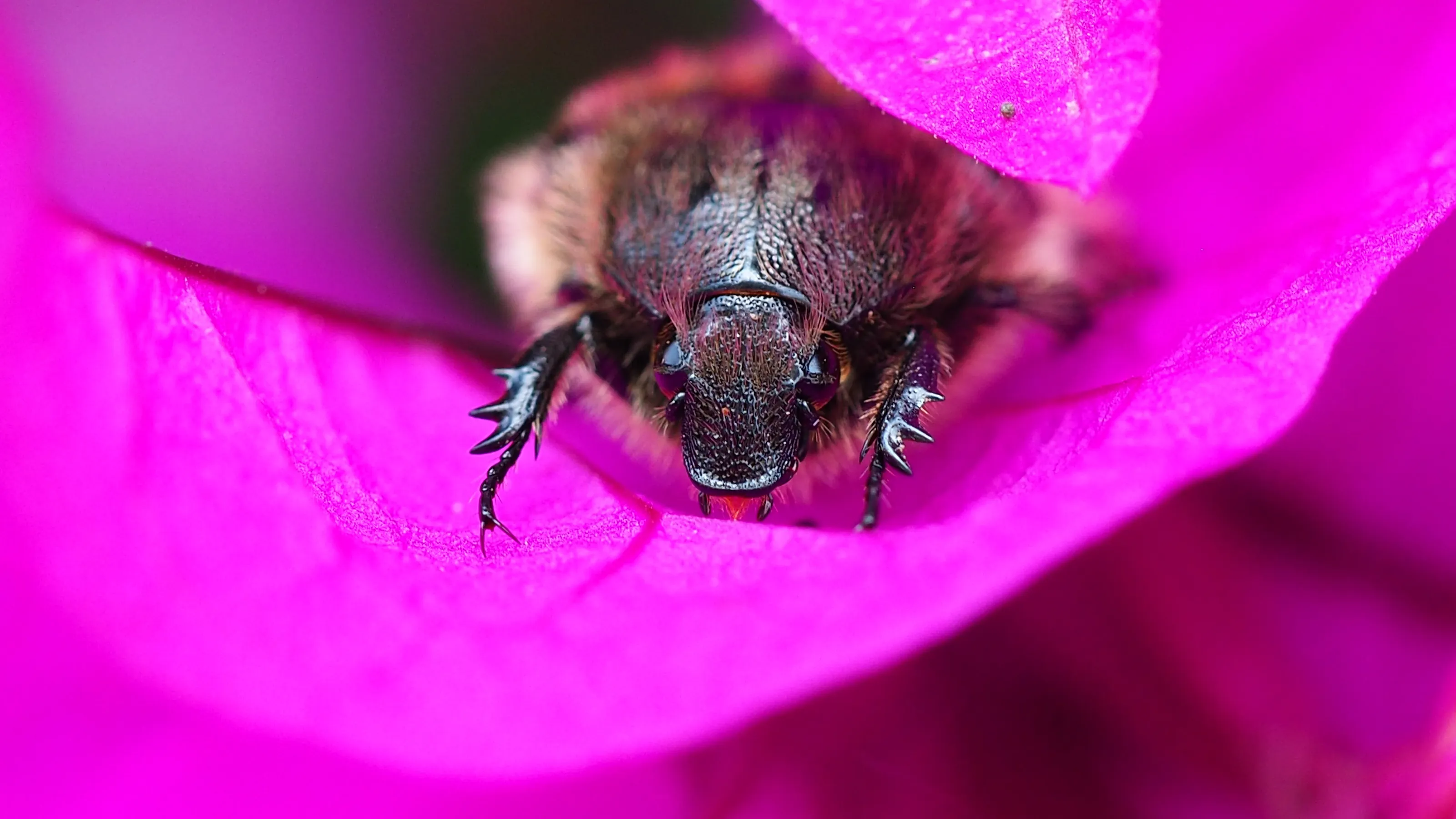 The beauty in the hidden world.