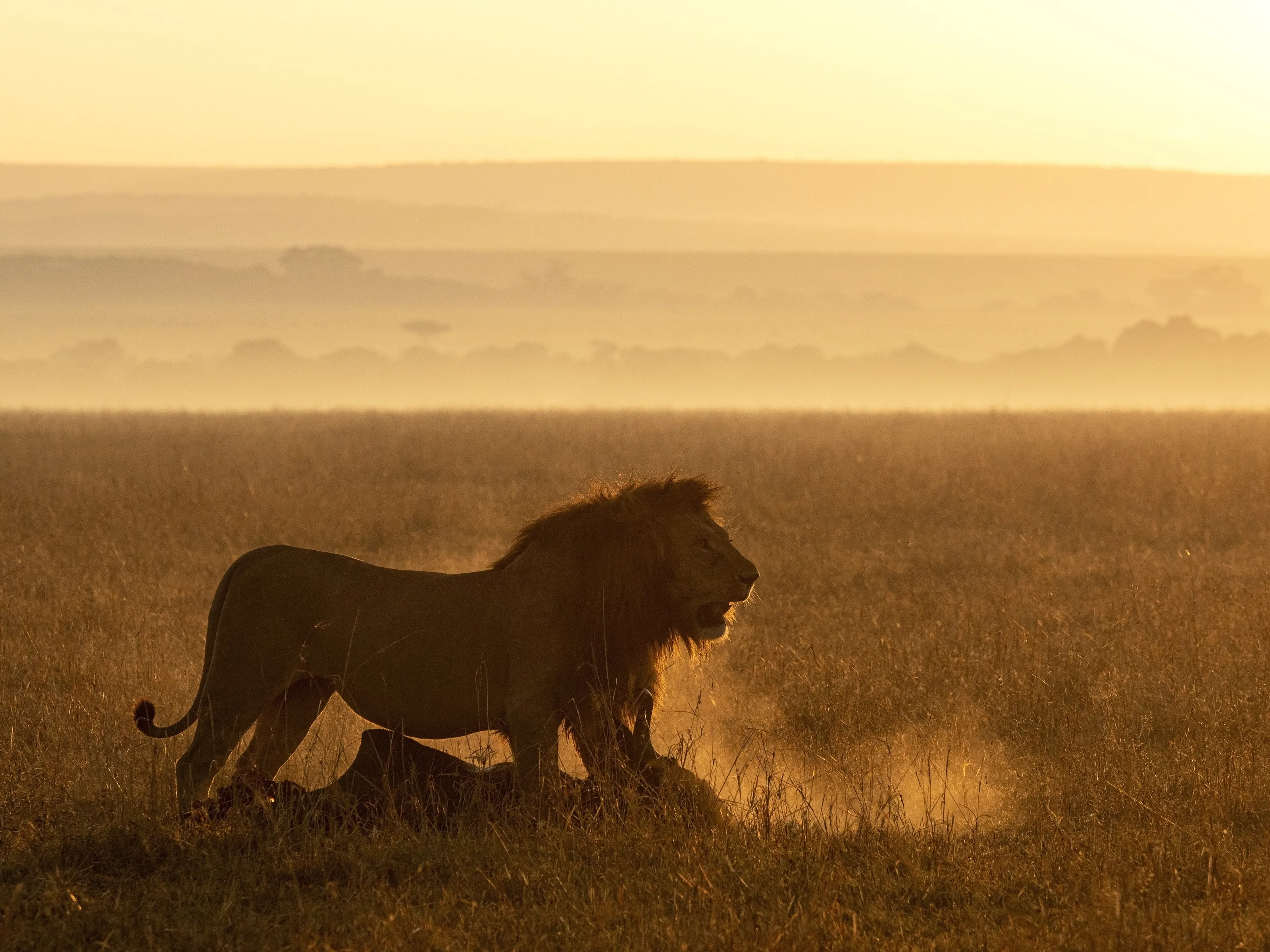 The King at dawn