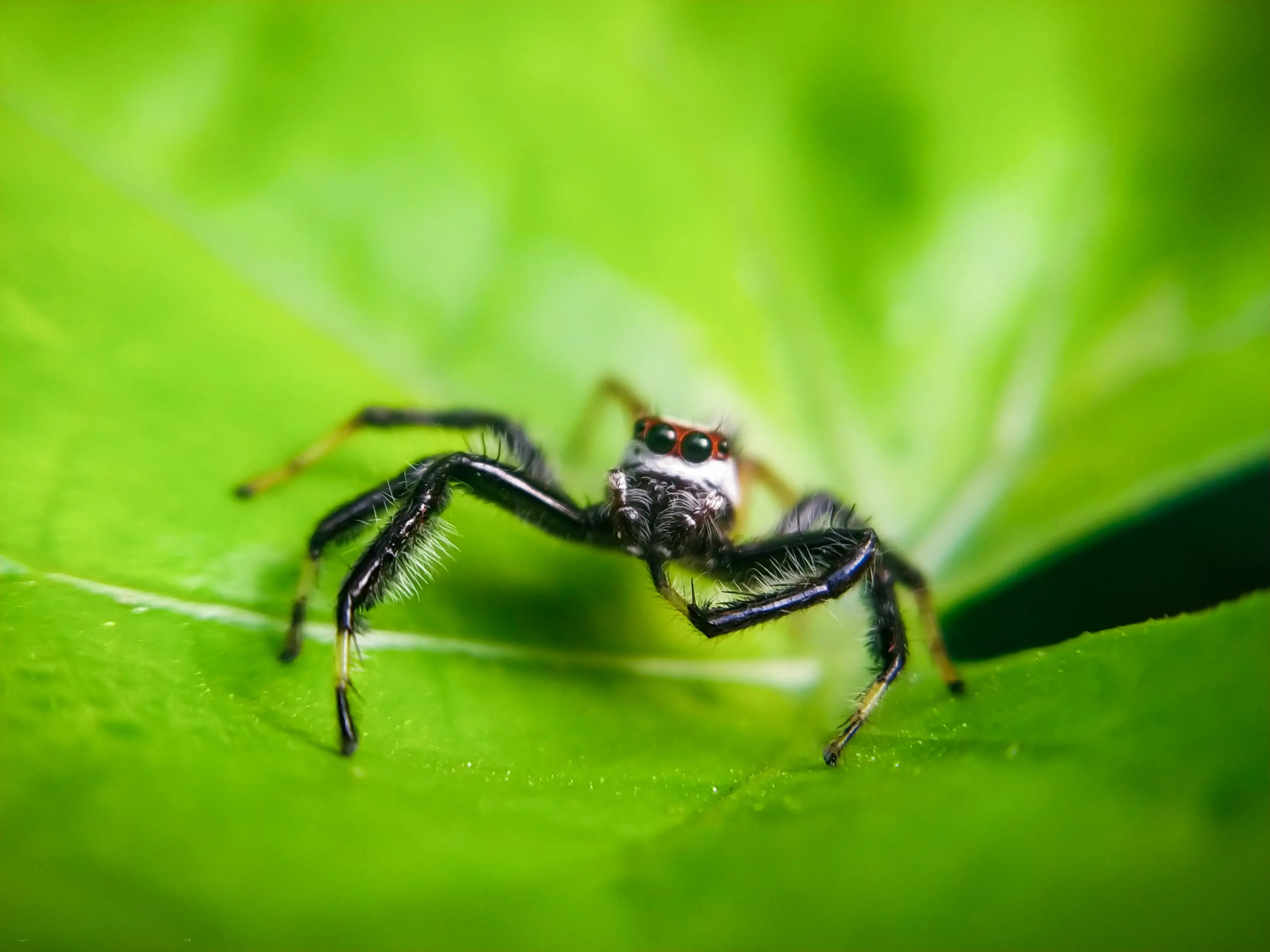 Spider