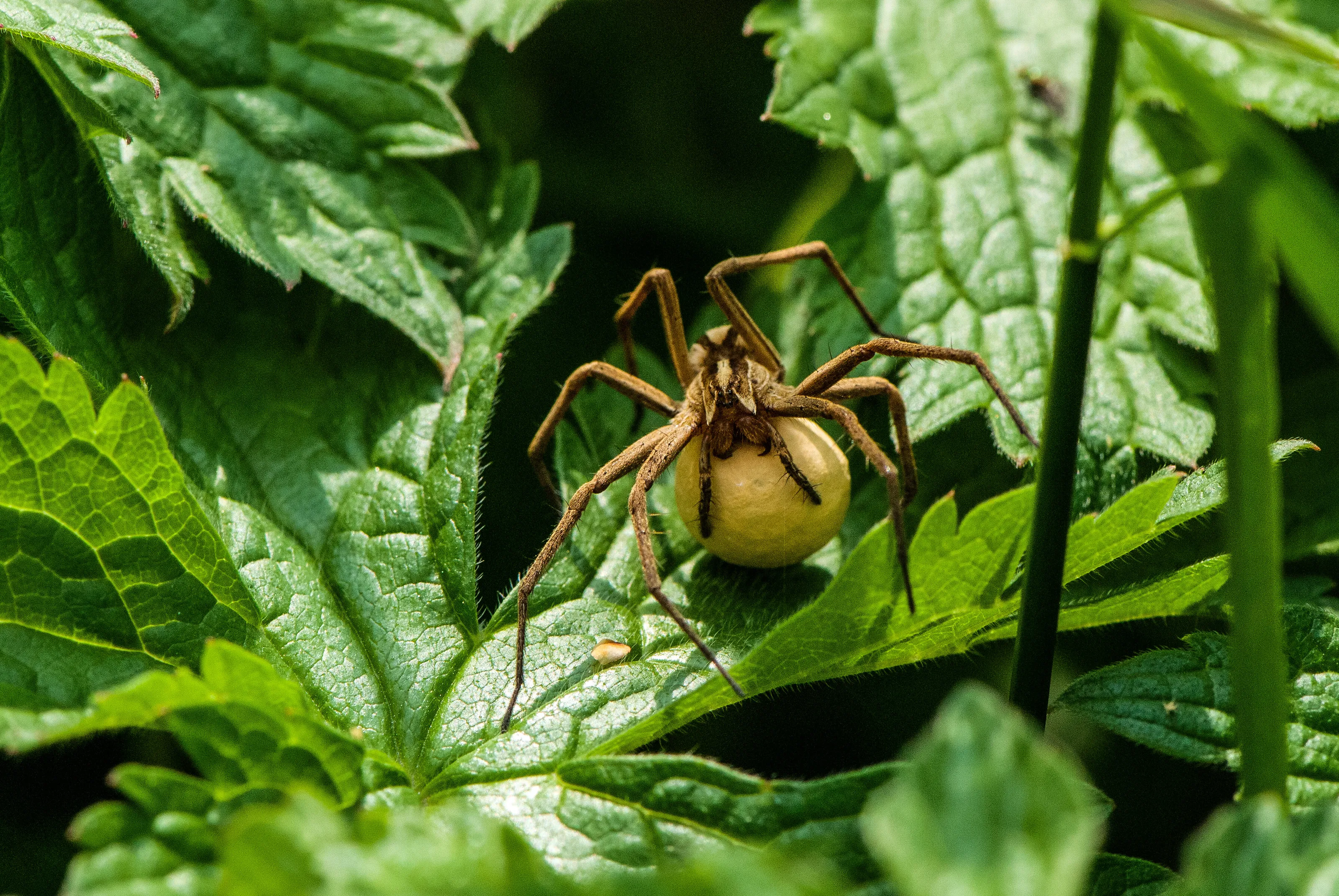Pisuara spp, female with egg-sac