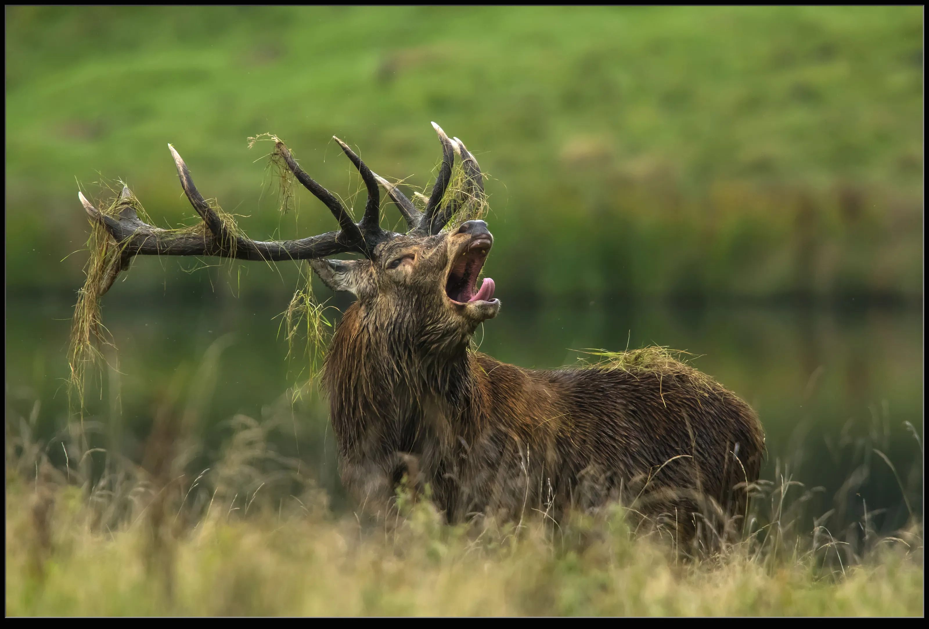 Red Deer Stag