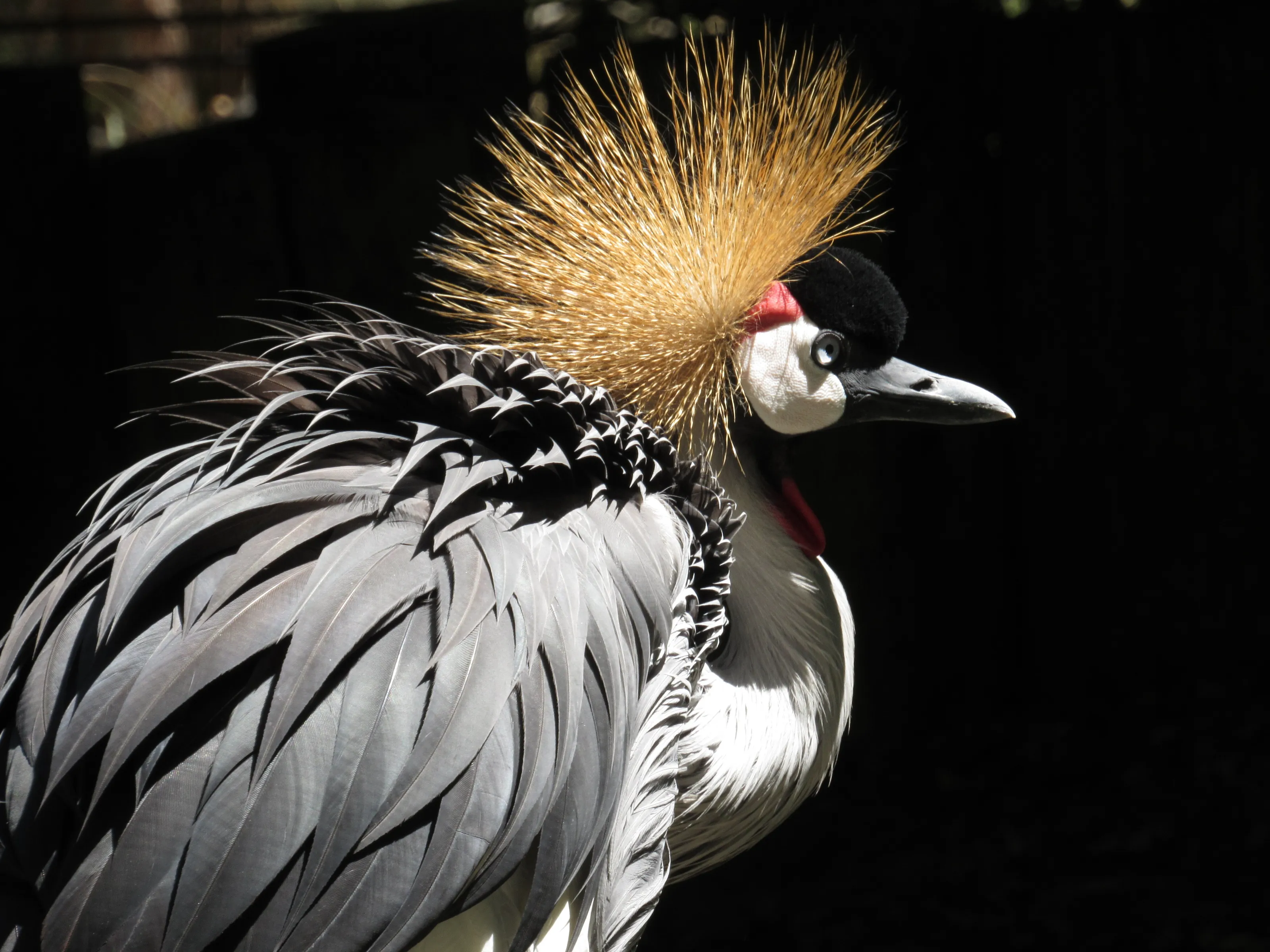 The Grey Crowned Crane