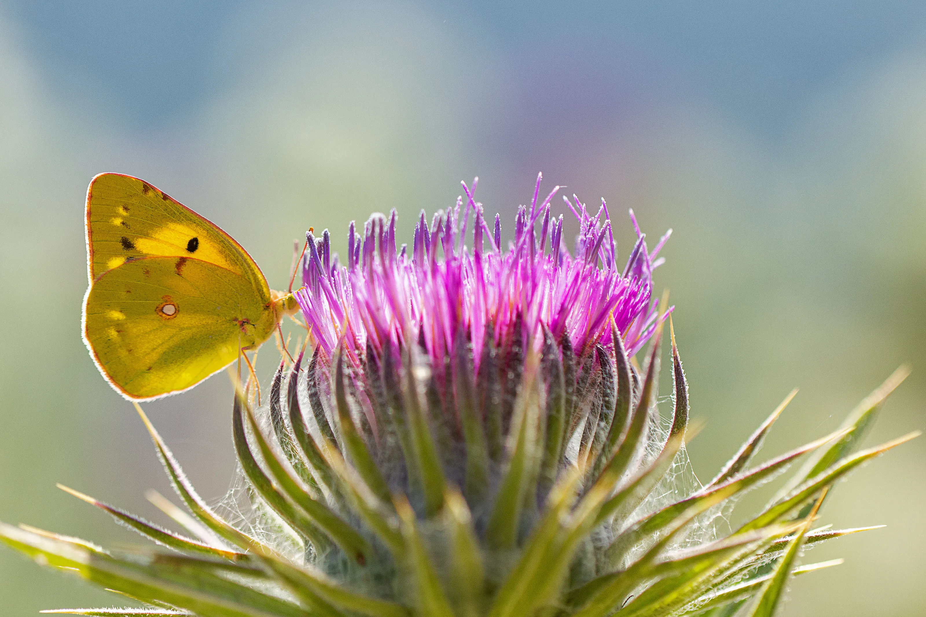 Clouded Yellow on Illyrian Cotton Thistle
